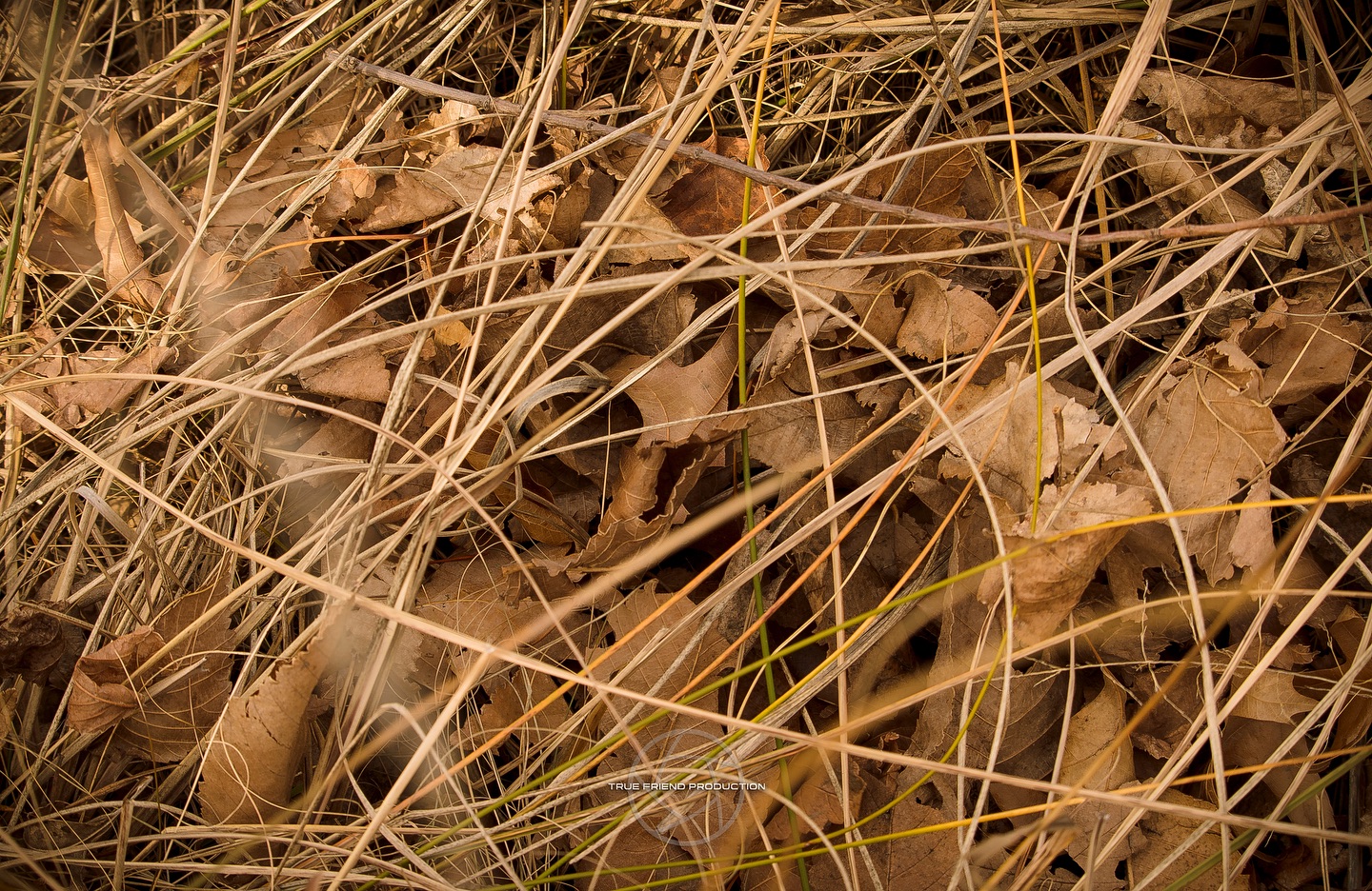 Autumn colors in Wartrail 🍂🍁🍂
#photography #leaves #longgrass #autumn #wartrail #truefriendproductions #creativestudio