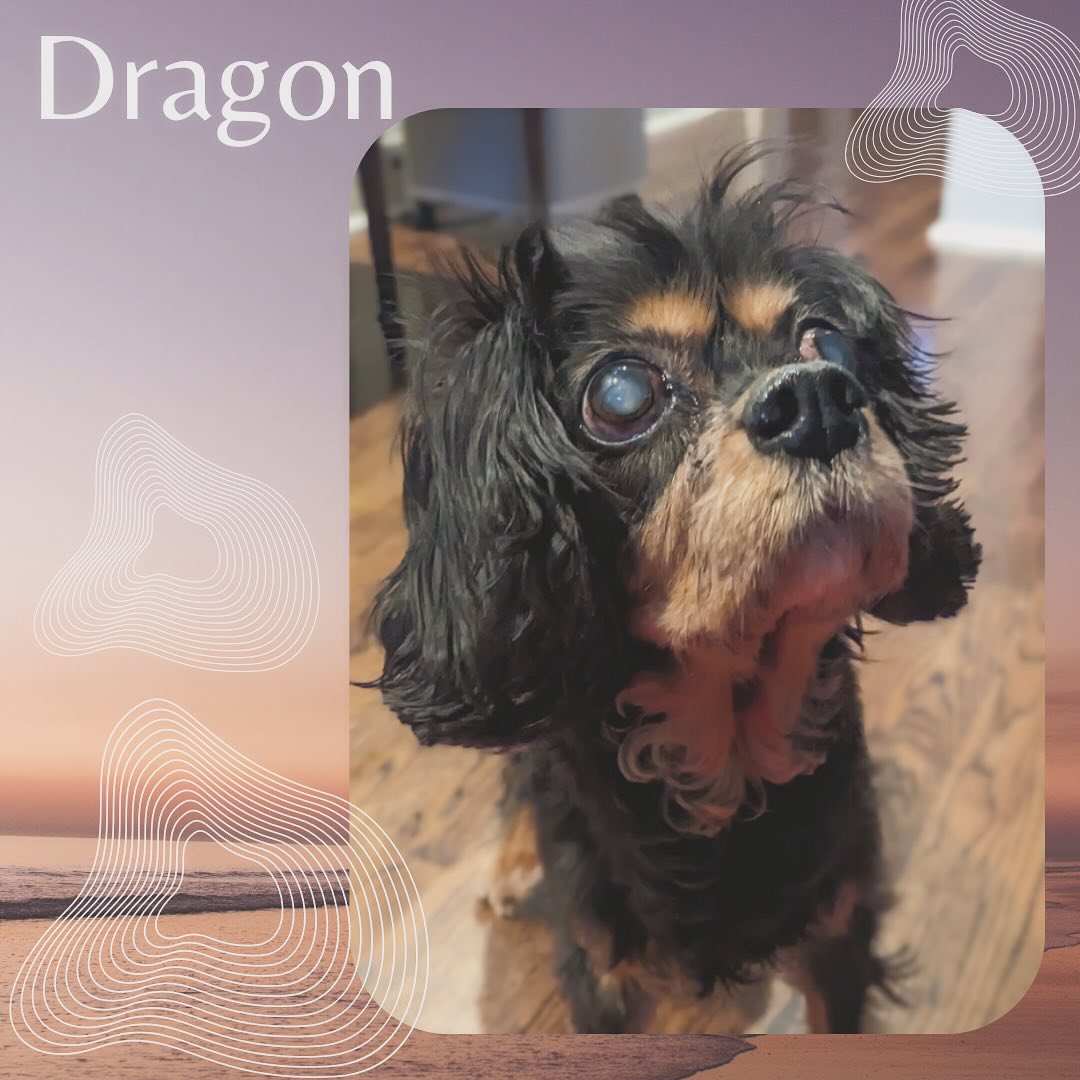 Dragon. Our sweet geriatric pup who we give extra TLC to each time we go and visit her. #pup #dog #dogsofinstagram #dogoftheday #doglover #cavalierkingcharlesspaniel