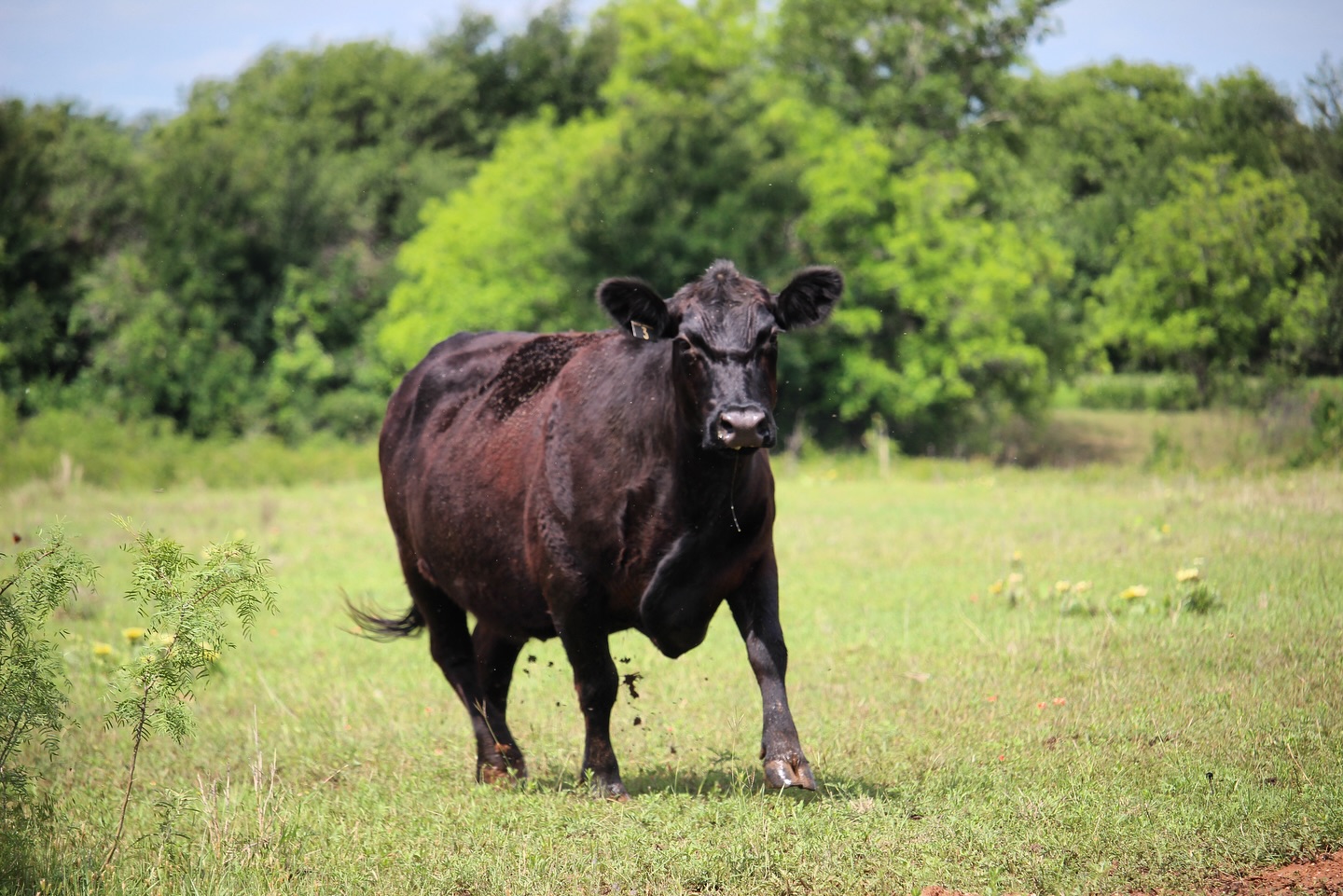 To know Toots is to love her!
Toots is currently our oldest cow on the property and has been a great asset to our herd over the last 10 years. We can always count on her to take great care of her calves and sometimes she’ll even adopt others! We can also always count on her to be first in line for treats.. Every. Single. Time!