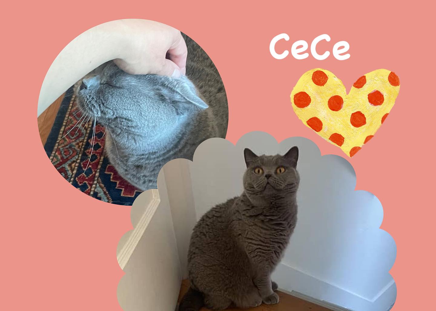 CeCe was shy the first 2 visits, but on visit 3 she left her cozy spot under the bed to come say hello!!! #cat #catsofinstagram #cats #catlover #catlife #pet #pets #petstagram #petlovers