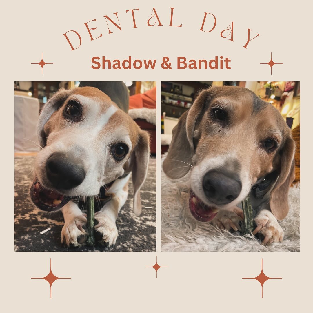 When you book 3 or more walks a week we give your pup a dental treat. Shadow and Bandit enjoy a dental treat each Friday after they go on their last walk of the week! #dog #dogsofinstagram #dogsofinstagram #dogs #beagles #beaglesofinstagram #pet #dentaltreats