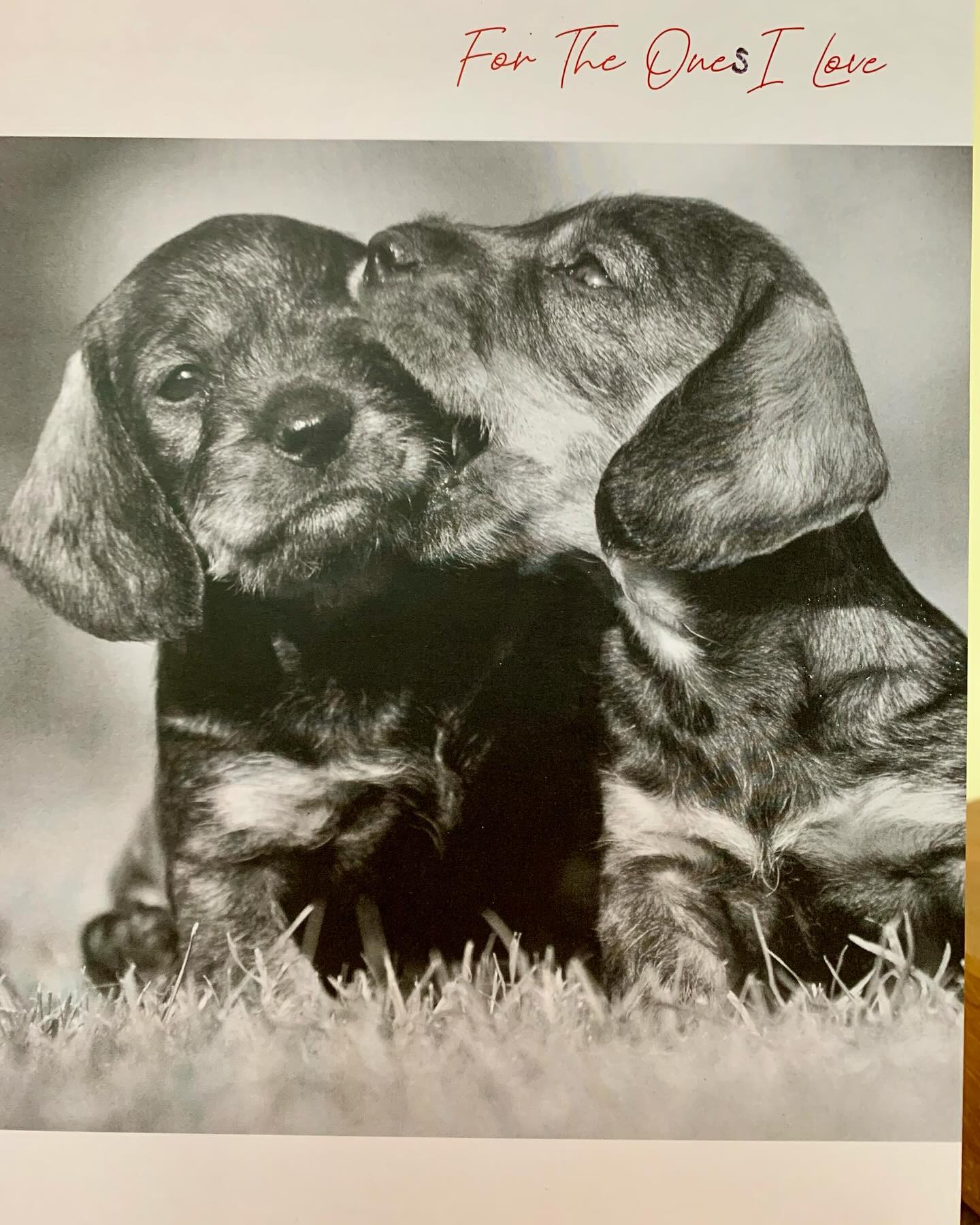 A lovely Valentine’s message from Phoebe to her children. Who says dogs can’t send cards?! ❤️❤️🤣