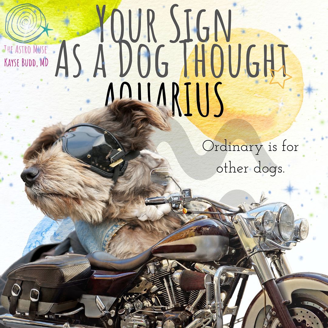 That Dog‘s a Genius 🐕🦺🦴😆
.
That dog is you!
.
Part Two! ♒️♓️♎️♏️♐️♑️ Astro Dog Thoughts
.
Check back on my page for the first set! ♈️♉️♊️♋️♌️♍️.
Cat person?? Scroll back in my feed for astro-cat memes!!
.
The Capricorn one just kinda showed up on the page (the mystery of the muse). I thought that cute pug’s expression and vibe was just so Capricorn, and Caps are kinda proper (as a generalization) and can be associated with laws, government, and justice. Made me think of RBG and her lace collar. Even tho she was a Pisces, RBG had a yod (a special “soul destiny” configuration) pointing to/focusing on Saturn in her chart. So, she had a well-developed Saturnian side (ruler of Capricorn). That slide was just kinda funny to me. And now you know my process. 🙃
.
🪄✨ Visit my website for personalized iRL astro magic, including “What’s My Purpose??” (Dharma Mapping) + “Where’s My Soulmate??” (Or When!!) (Soulmate Mapping) sessions and ebooks!
.
What do you think? Can you relate to you sign’s dog?? Which one is your fave?? Did they make you smile? Cringe smile? That’s still a smile! 😆
.
#justforfun #iamascorpio #astrologymeme #piscesmemes
#aquariusseason #aquariusmemes #libramemes #scorpiomemes #sagittariusmemes #capricornmemes