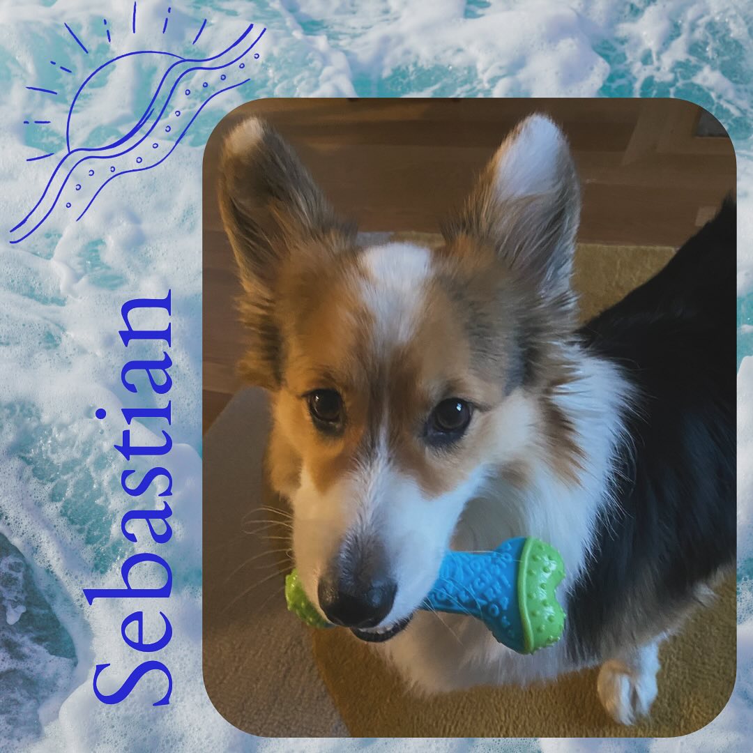 Sebastian aka Seb aka Chogi man and aka beefy chief!! What a photogenic cutie sweetheart! He even is featured on a pokeman card. #dog #dogoftheday #dogsofinstagram #doglover #corgi #corgilife #pet #pets