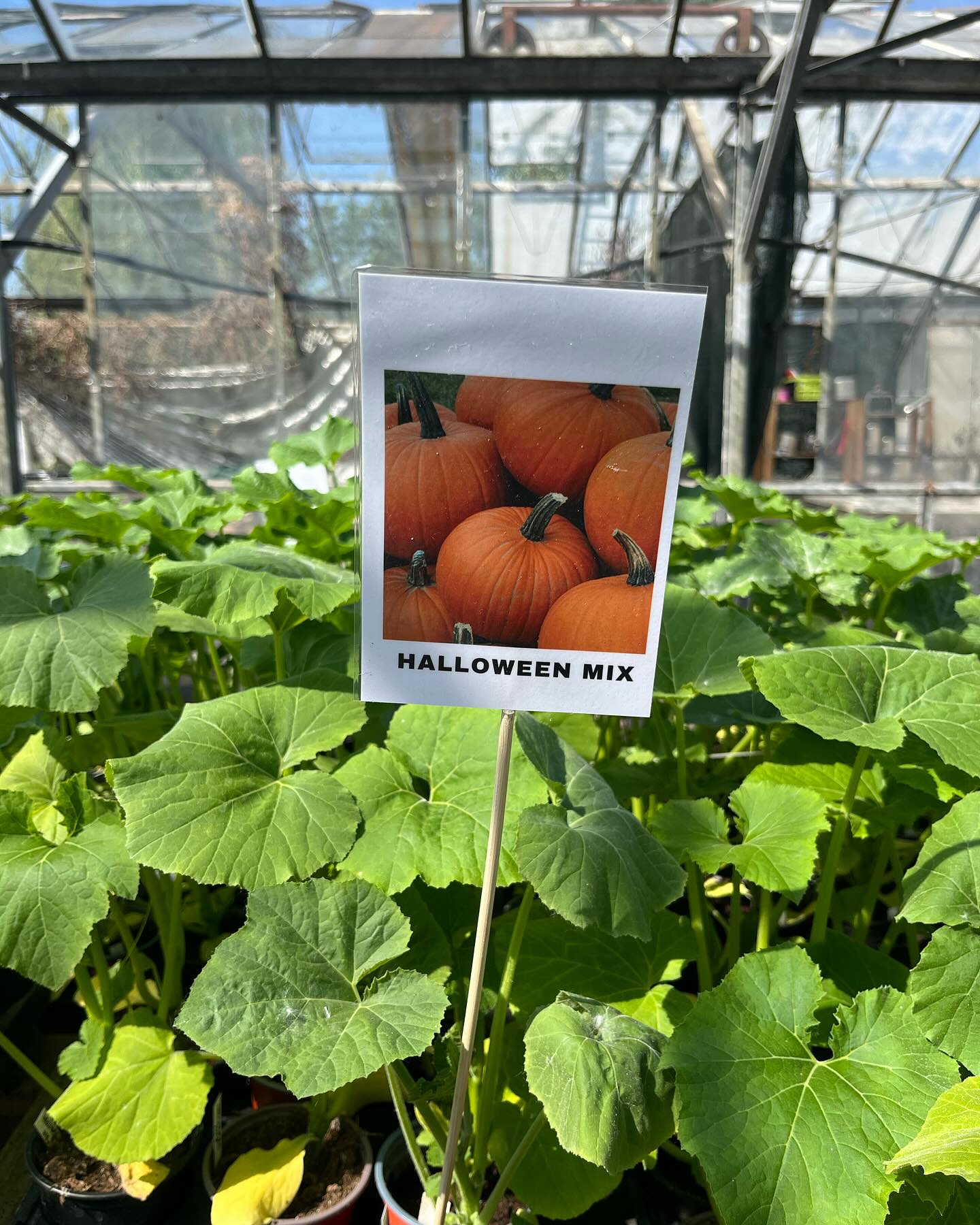 Toto je #haloween special, kedze som ani netusil, ze sme spravili 10 druhov tekvic….
🎃🧞♂️🧚🏽🧜🏽♀️🥷🏽🦹🏼🧛🏽♂️🧙🏾♂️🧟♀️🧑🏽🎨👩🏼🚒🧑🏾🚀👨🏼🍳👮🏽♂️👷🏼👨🏽⚕️👩🏻🎤🧑🏻🏫🧑🏻🎤🎃
Je to urcite este skoro mysliet na tekvice na vyrezavanie ale tu paniku minuly rok si celkom pametam. Boli, neboli, potom drahe.
Tak preco si nevypestovat vlastnu tekvicu?!🤔
#tekvica #pumpkin #vypestujsisam #carwingpumpkins #vyrezavanietekvic #halloweenpumpkin