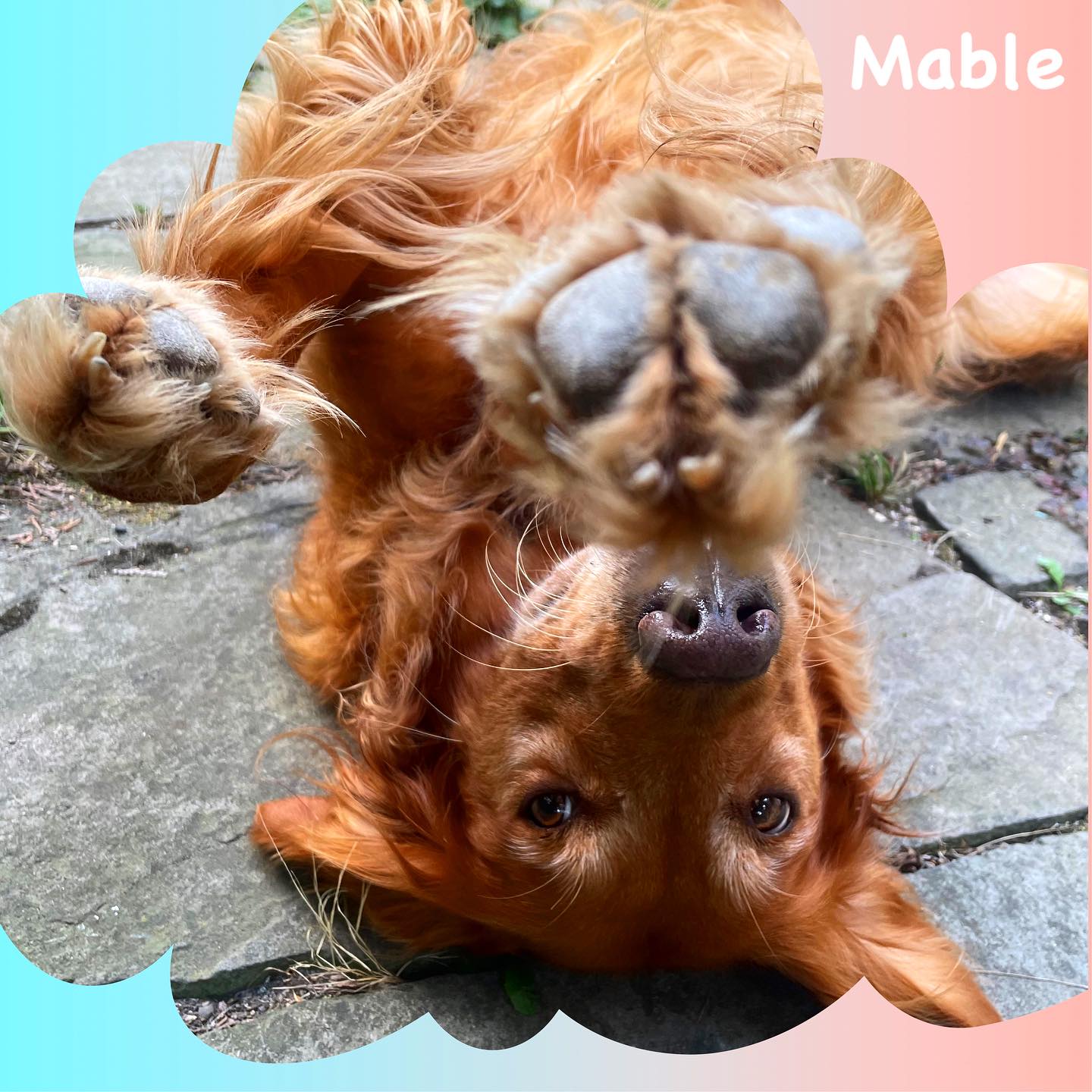 Mable wants belly rubs and we are happy to give them :)
#pet #pets #petlovers #petstagram #dogsofinstagram #dogoftheday #dogs #dog #doglife #petsitter
