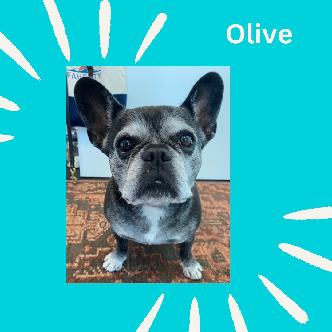 This is Olive the Frenchie! Olive’s favorite thing is sticks! She gets so excited when she comes across them on her walk. She doesn’t like to get wet and will wear her raincoat on rainy days! #dog #dogoftheday #dogsofinstagram #pet #pets #cutedog #frenchie