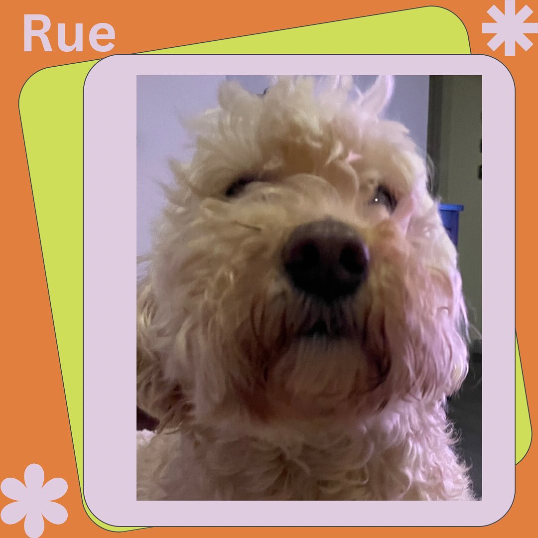 Rue is a happy go lucky mini golden doodle who loves to grab toys in her mouth and bring them to us, showing us her collection. #goldendoodle #dog #dogoftheday #dogsofinstagram #doglover #pet #pets #petstagram