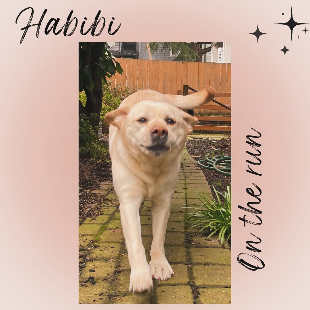 We have a great time with Habibi. We learned that Habibi loves to run laps in her backyard and she loves to get a treat at the end of our visit with her. We happily do those things with her and in return she gives us so much love and happy grunts. We love you Habibi! #dog #dogsofinstagram #dogoftheday #dogtreats #petlovers #pet #funnydogs