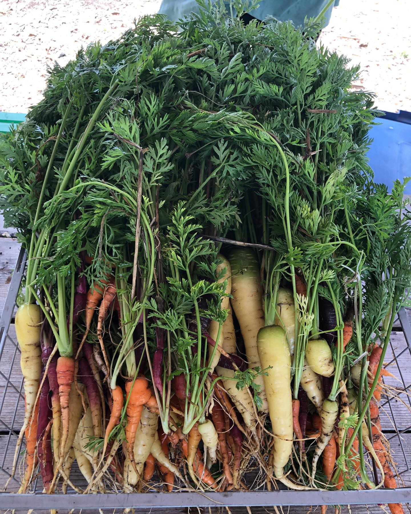 🍅 Our Fresh Food Box Program ensures families experiencing food-insecurity in Toronto have the healthy, fresh produce they need. We’ve delivered upwards of 19,839 Fresh Food Boxes to those in need. #FoodInsecurity #Toronto #PACT