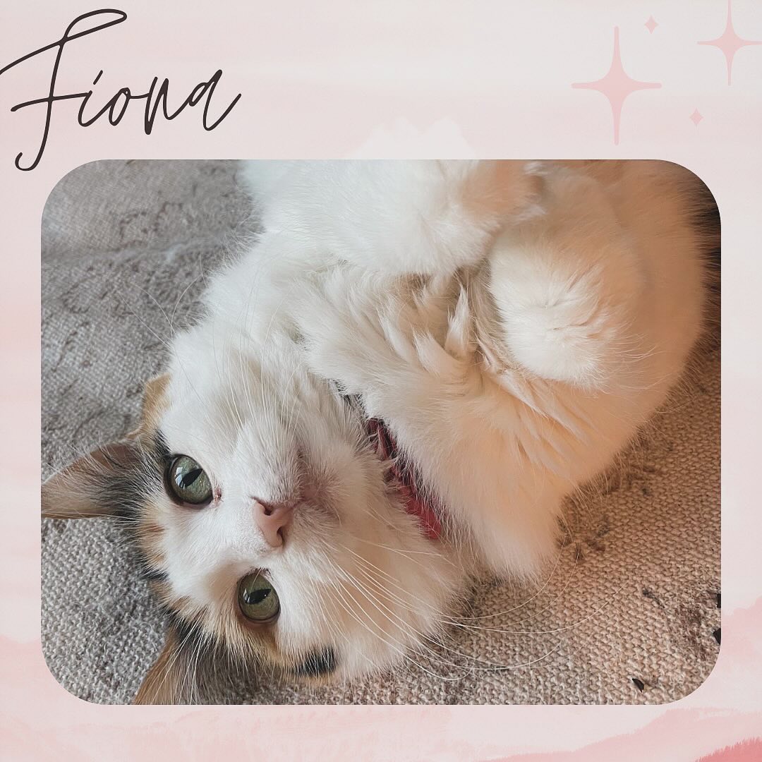 Fiona has very gentle energy and very luxurious fur. Her favorite toy is a q-tip! #cat #catlover #catlife #catlovers #pet #longhaircat