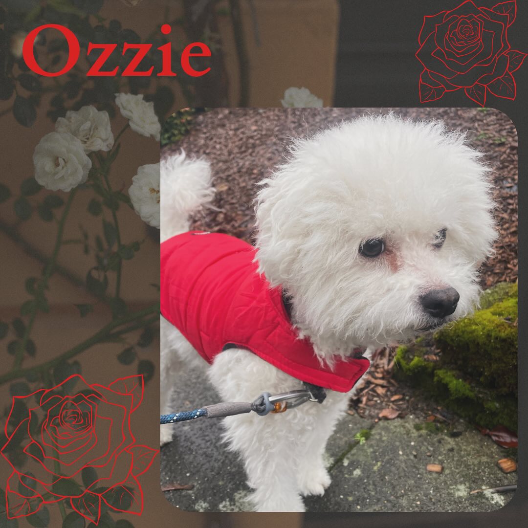 Ozzie is a fluffy poodle who is ready for the rain in his bright red raincoat! #dog #dogsofinstagram #dogoftheday #pet