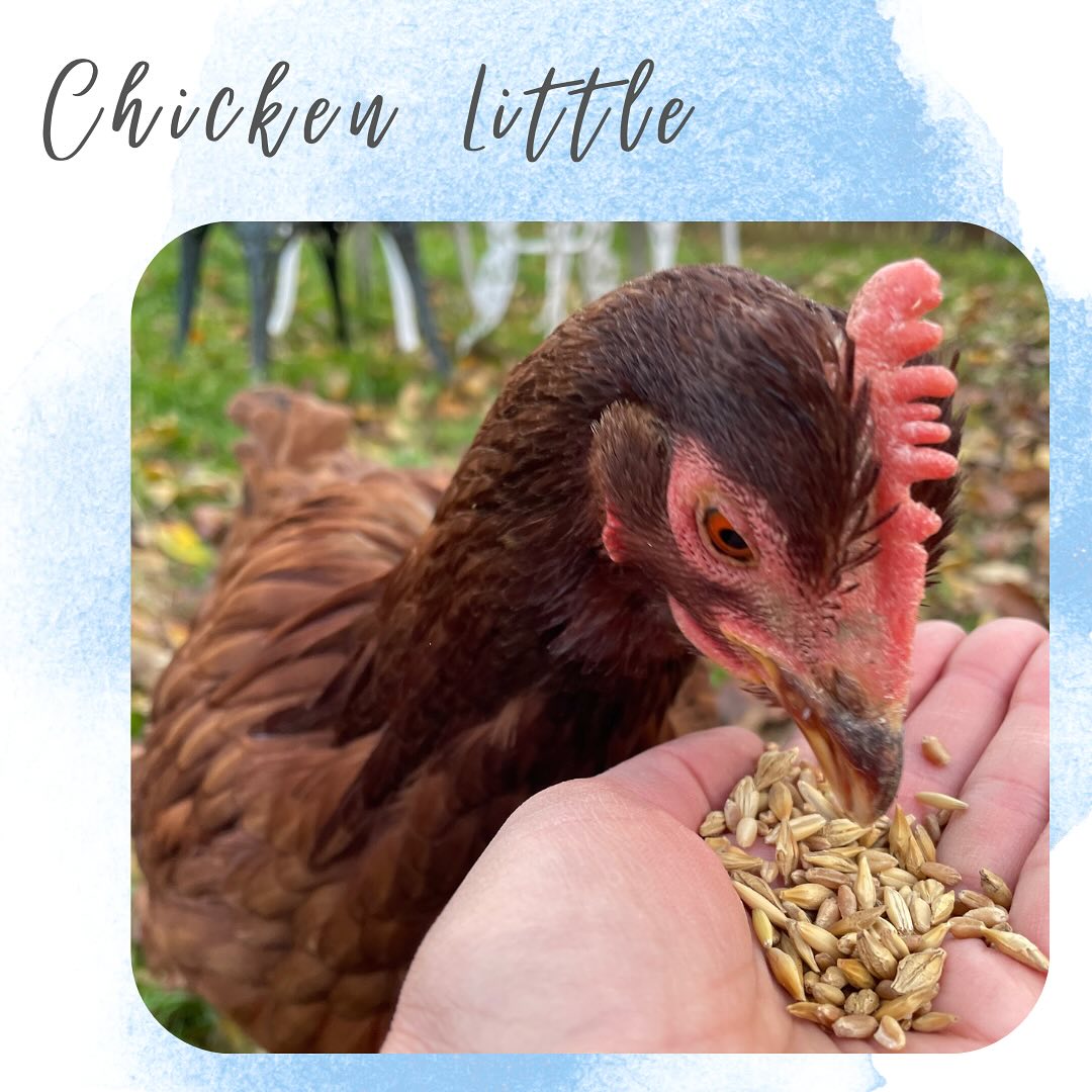 We care for chickens too! Each chicken is full of personality and we love to hand feed them! #chicken #chickencoop #pet #pets #petsofinstagram