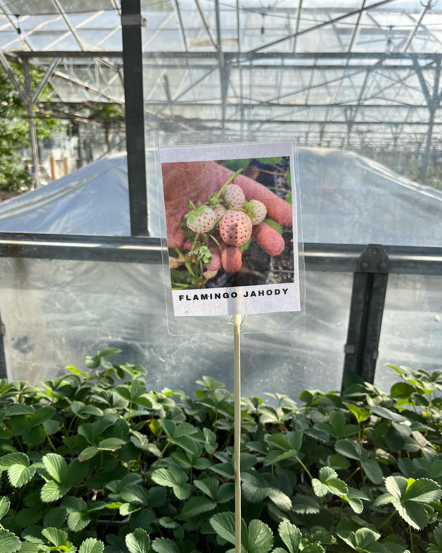 Part 3️⃣: jahody🍓, papriky🌶️, mangold🌱, kapucinky, celer a vela ineho