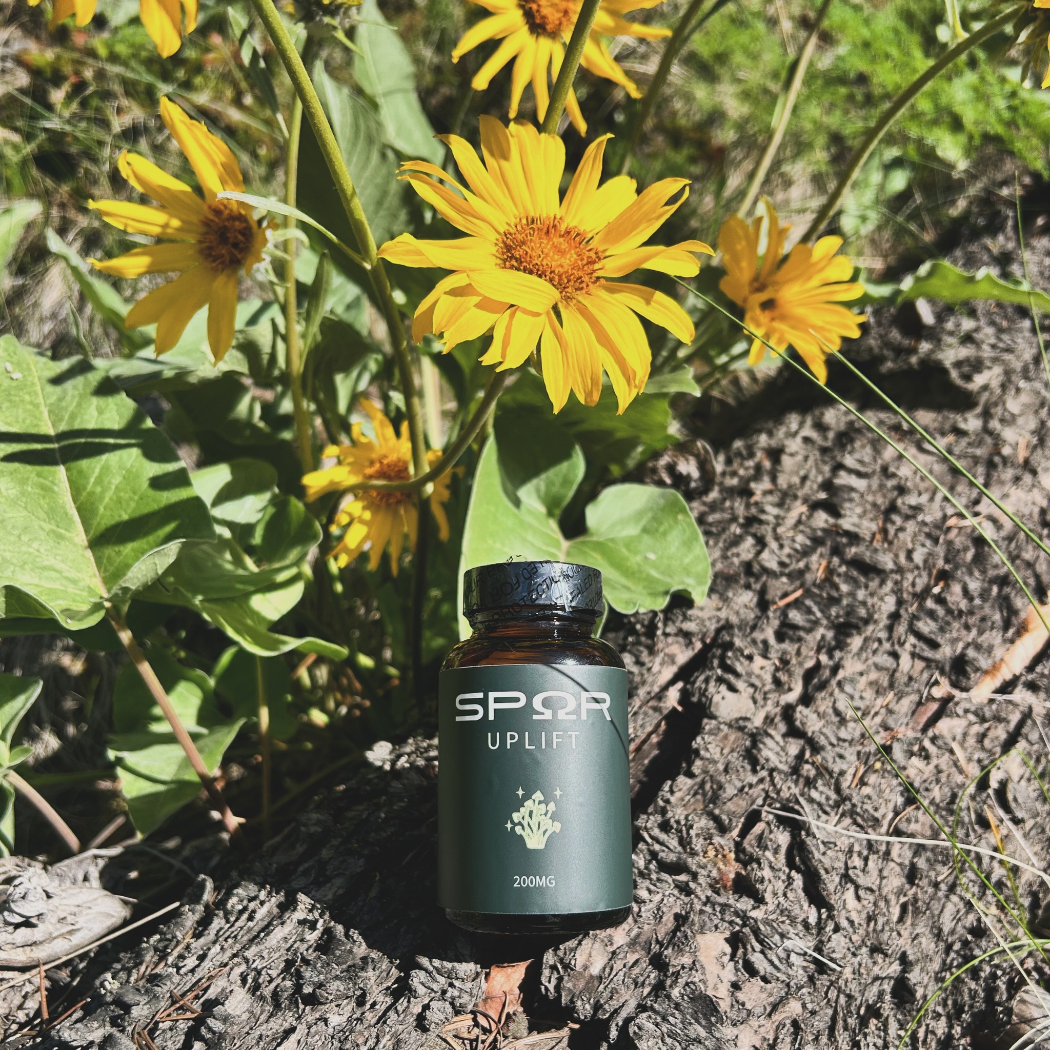 Flowers don’t worry about how they’re going to bloom. They just open up and turn toward the light and that makes them beautiful.
— Jim Carrey
#spring #fungi #selfcare #mentalhealthawareness #mentalhealthmonth #bloom