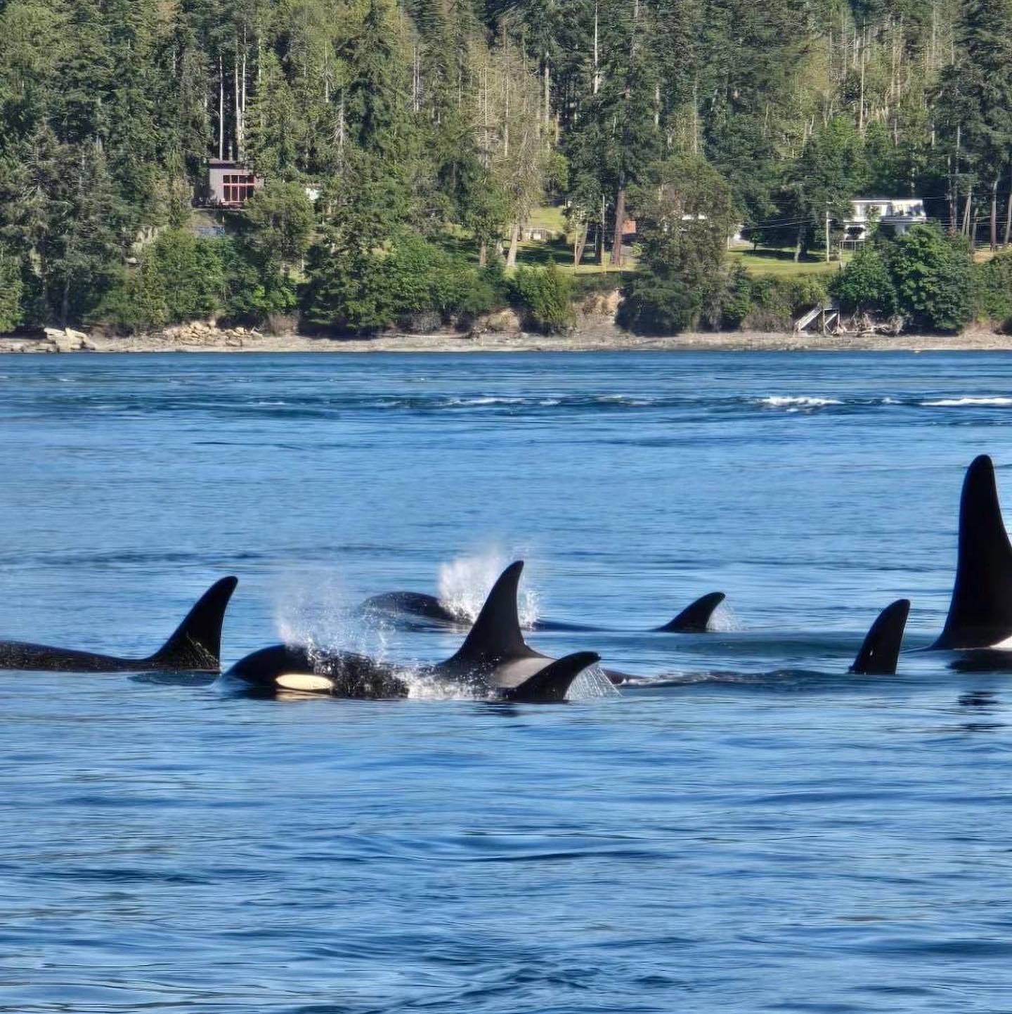 Met the Killer Whale with us:)
@vancouver_canada @destination_vancouver @curiocityvancouver
#seaskyboatrental #vancouverbc #vancouverisawesome #boatlife
