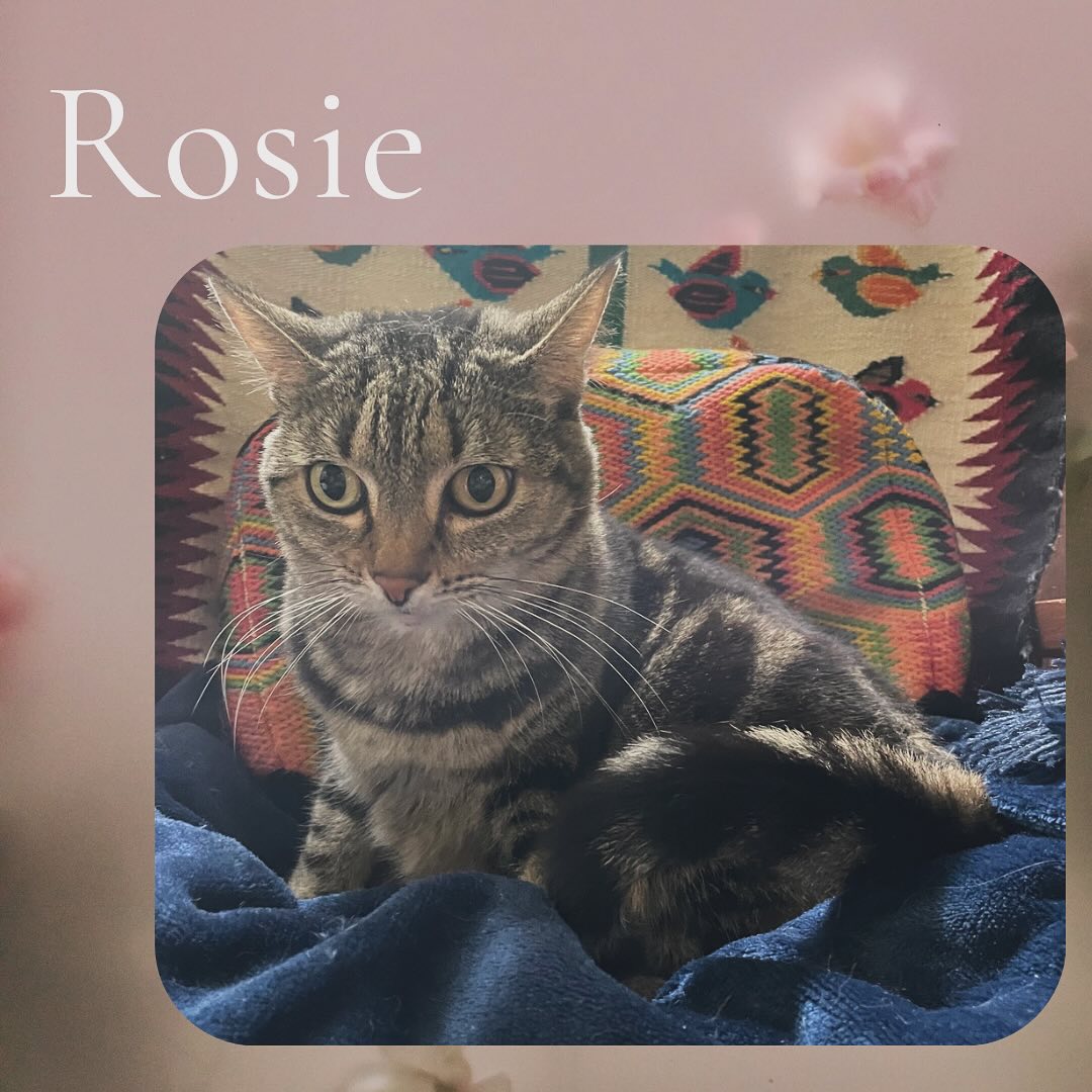 Rosie is a tabby who is a bit shy, but came out to watch us clean her litterbox! #cat #cats #catlovers #cats_of_world #instacat #tabby #tabbycat