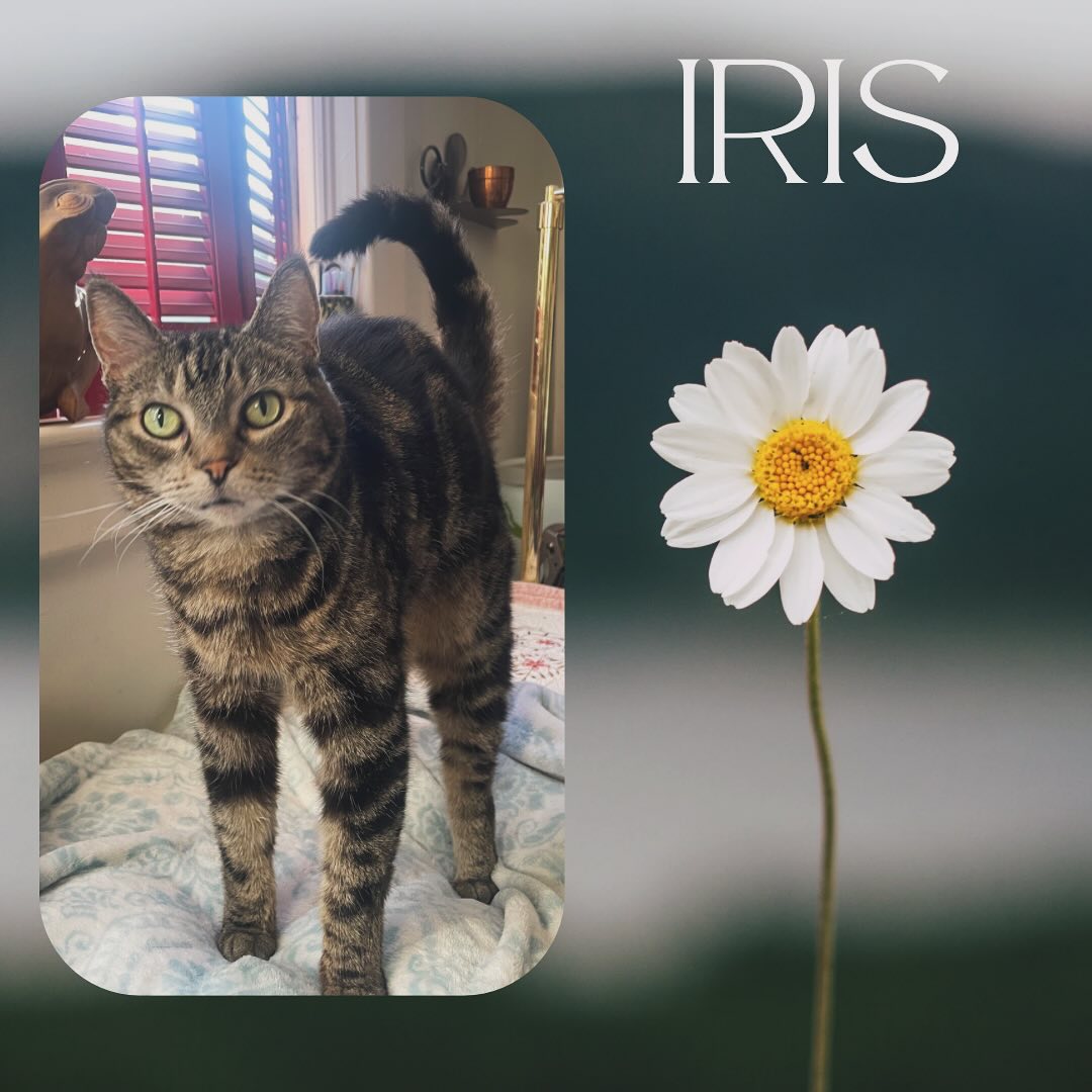 Iris is a tabby who mostly enjoys sleeping on her cat tree overlooking her backyard. #cat #cats #cats_of_instagram #cats_of_world #pet #petlovers #pets