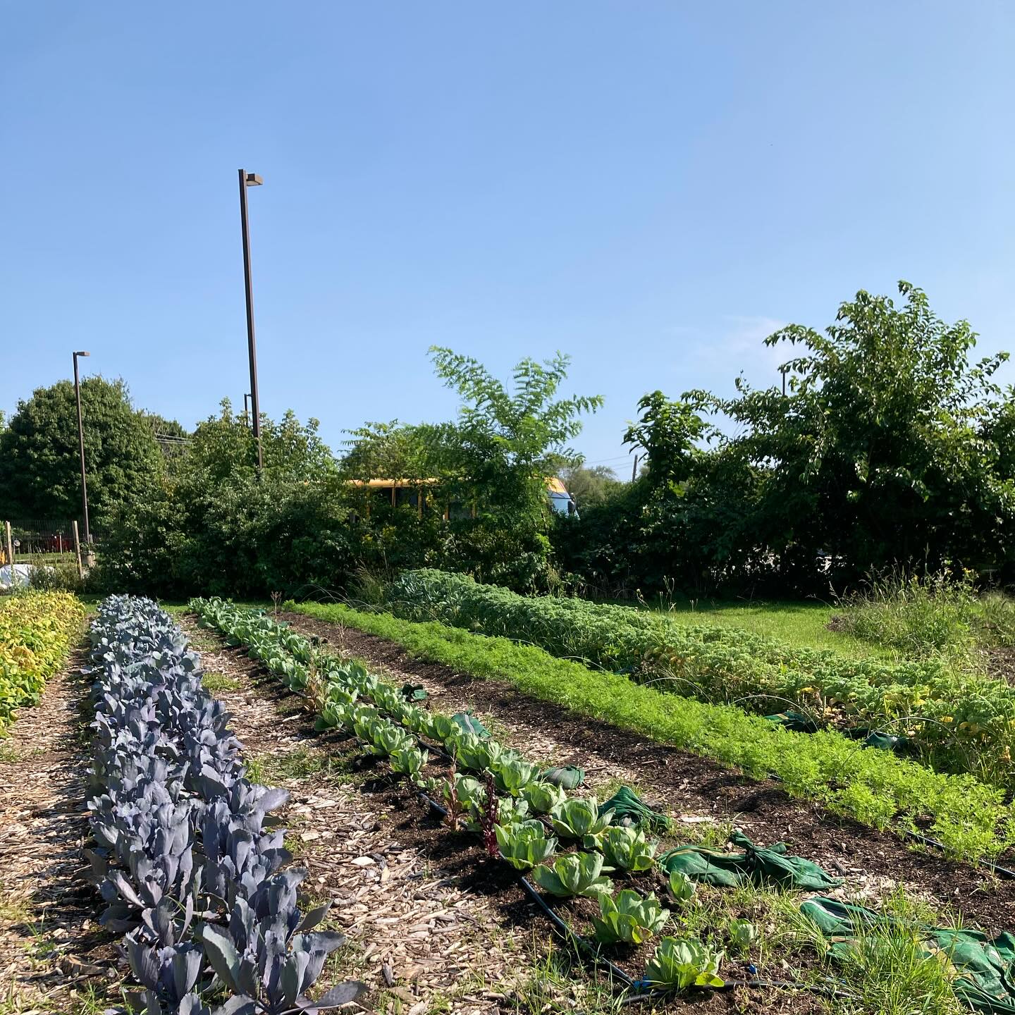🌱 Today in our Grow-to-Learn Outdoor School Gardens, students are learning about the environment and the impact of growing local organic food. We believe in the power of experiential learning. #Education #Sustainability #PACT