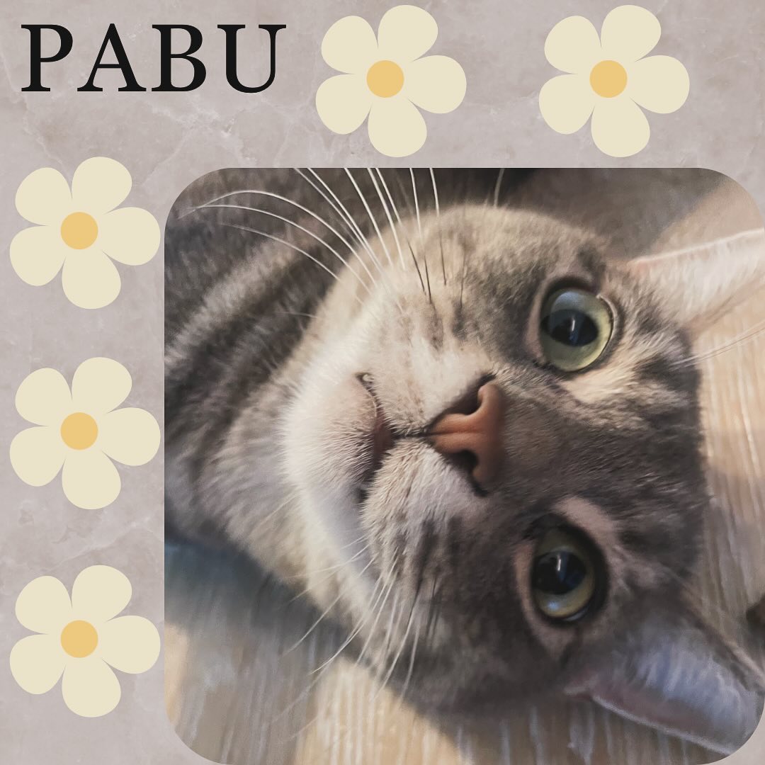 Pabu loves humans and her Churu treats we hand feed her! #cat #catlover #catlife #catlovers #pet #pets #petlovers