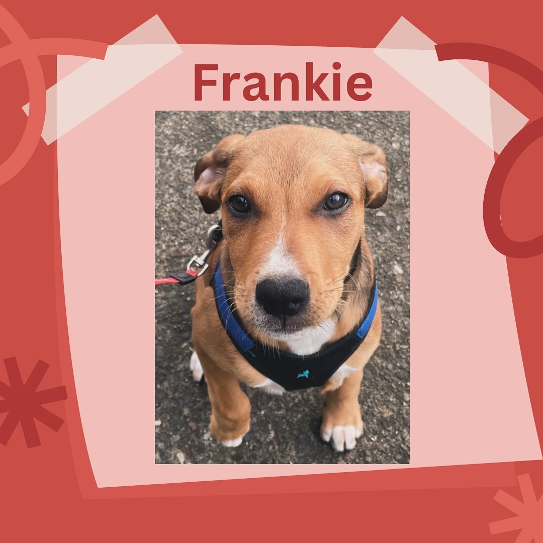 Frankie is a sweet puppy who has been growing so quickly. We walk Frankie a couple times a week and help to reinforce her commands. We love to see her progress each week! #puppy #puppylove #puppies #puppiesofinstagram #dog #dogsofinstagram #pet