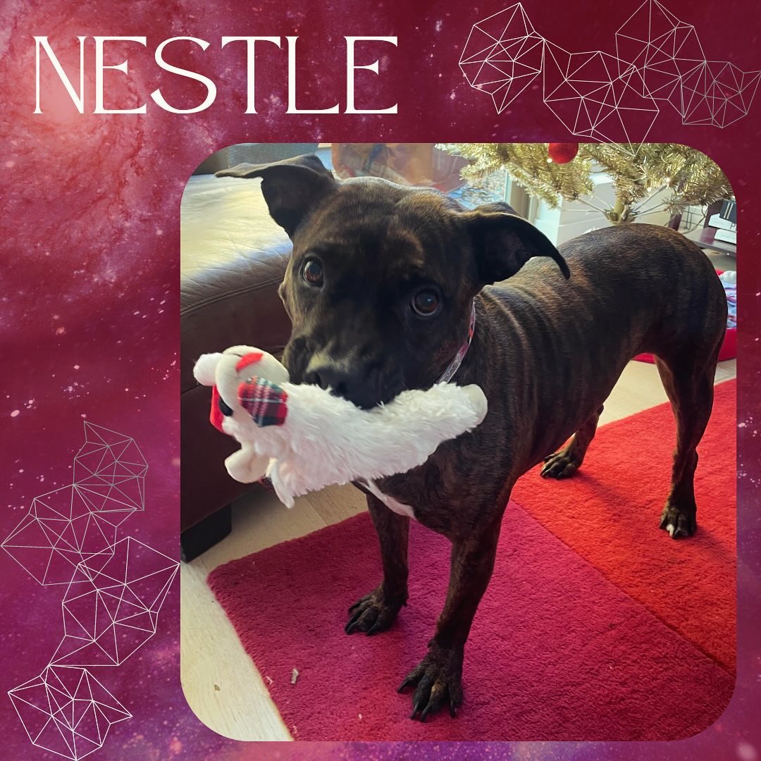 Nestle loves squeaky toys and enjoys showing us her collection! #dog #dogsofinstagram #doglover #pet #pettoy #doglover