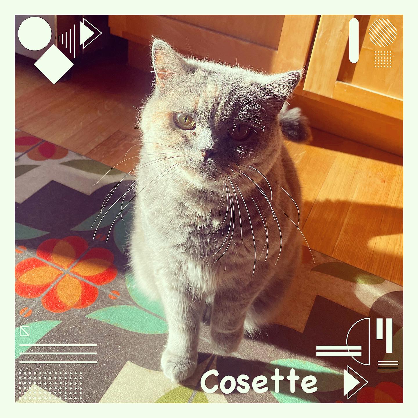 Cosette is a British Short hair who loves to follow us around and play with lasers. #cat #catsofinstagram #cats #catlover #catlife #pet #petstagram #pets #britishshorthair #petlovers