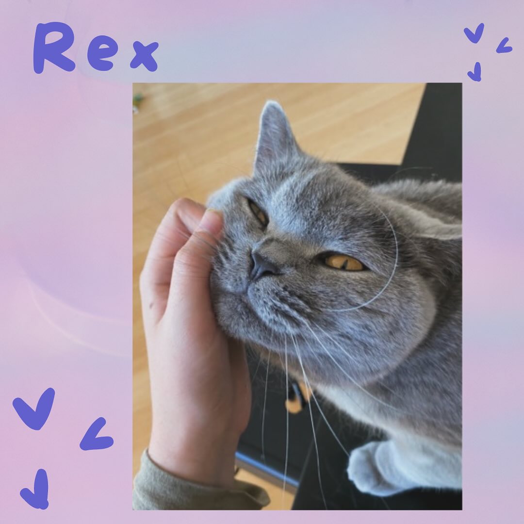 Rex loves people and is most comfortable when someone stays with him overnight so we house sit for him! Look at these pics! What a ham! #cat #cats_of_world #cats_of_instagram #catlover #pet