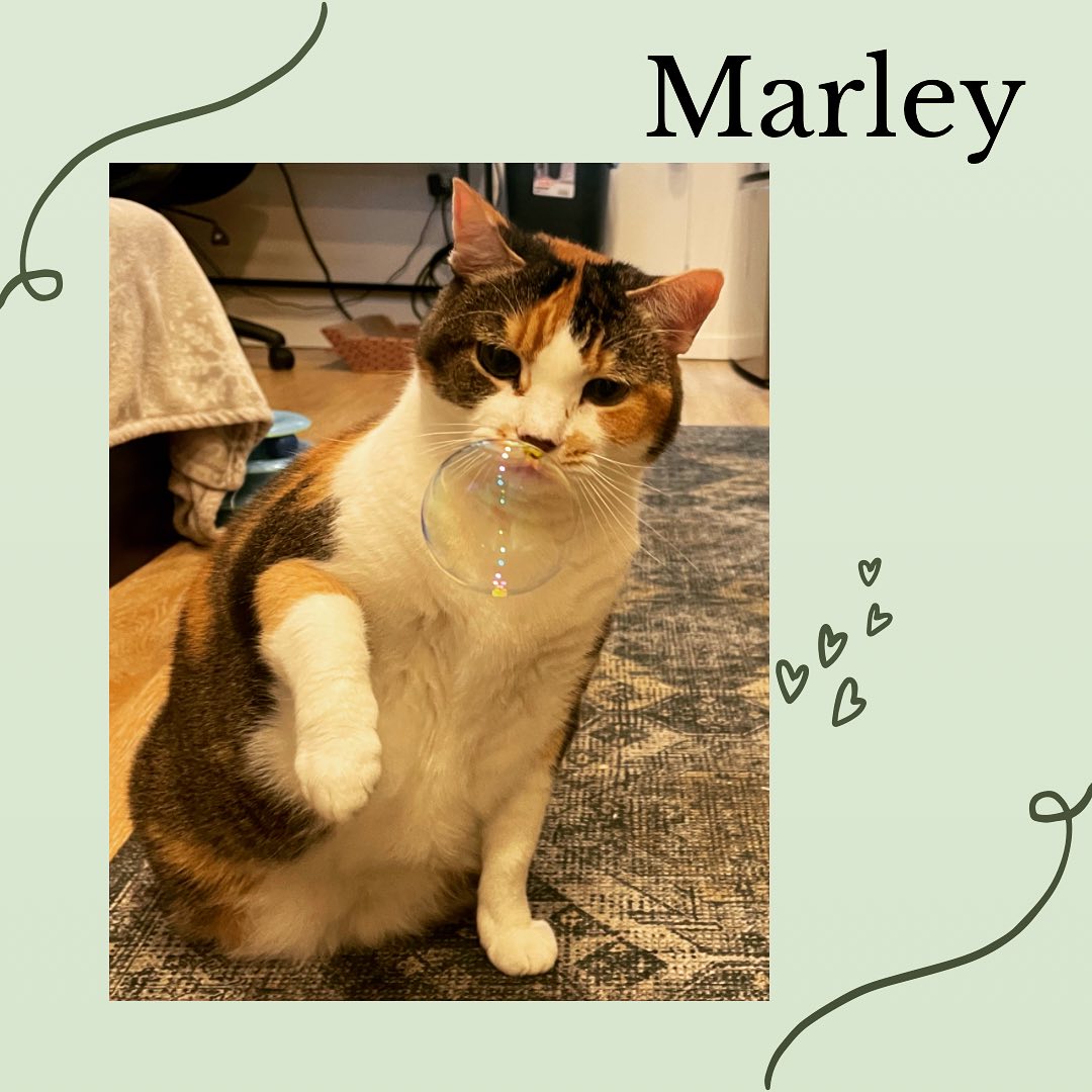 Blowing catnip bubbles for Marley!
#cat #catsofinstagram #cats #catlover #catlife #catlovers #catnip #petlovers #pet #petsofinstagram #petsitter