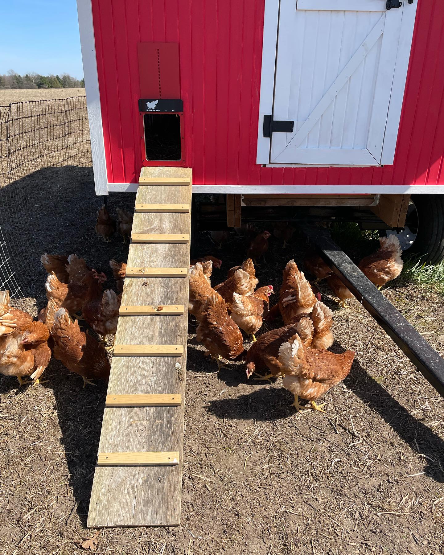 Our ladies have arrived! I’ll introduce them properly later as they are still getting settled in.
If you are interested in farm fresh eggs send us a message.