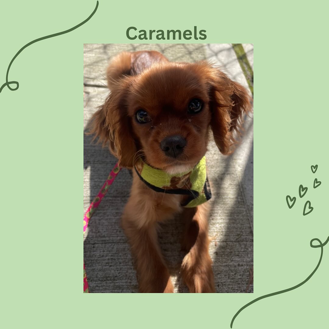 Caramels is a 5 month old Cavalier King Charler Spaniel. She is already training to be a show dog like her 3 older siblings! #puppy #puppylove #spaniel #dog #dogsofinstagram #puppygram