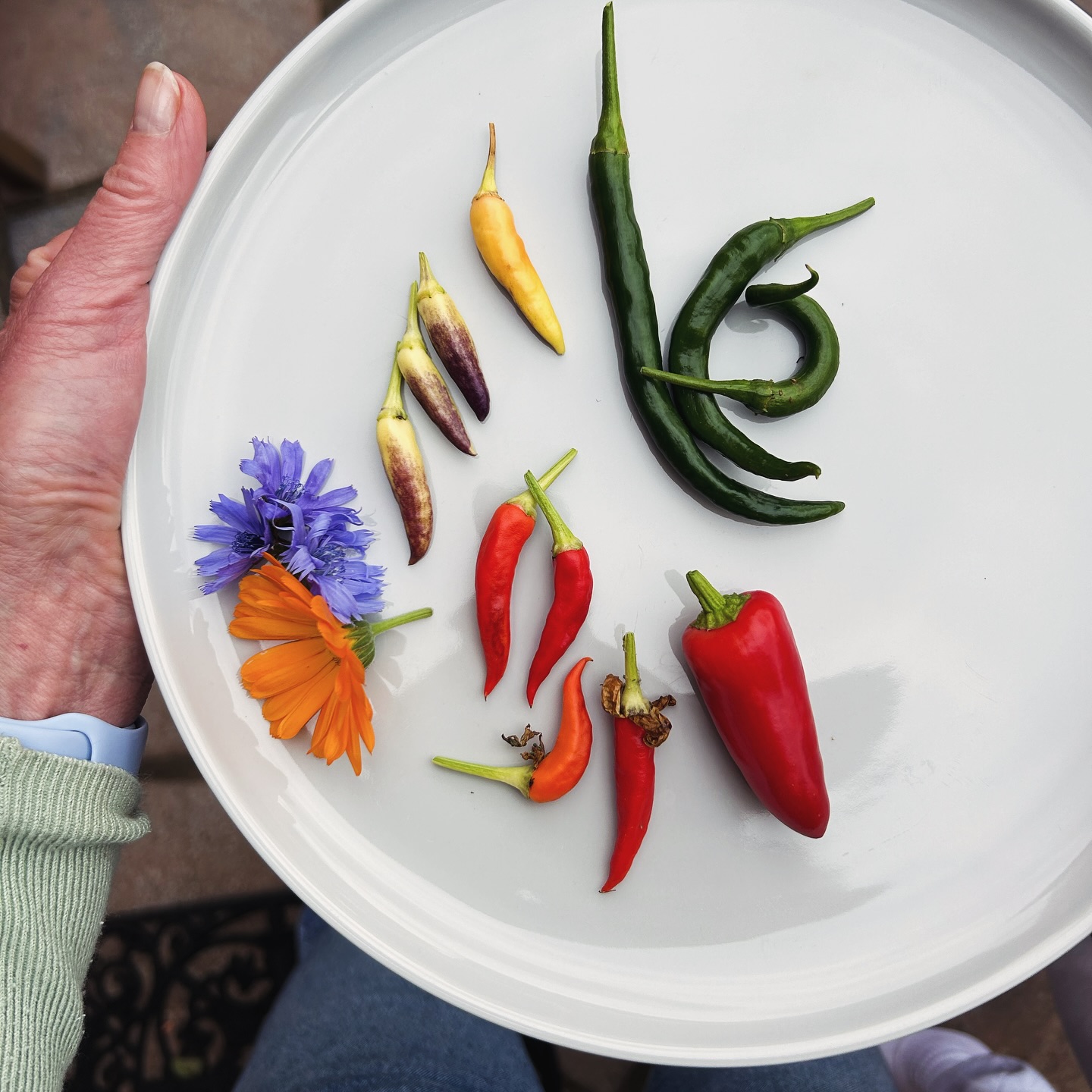 Anti-inflammatories on a plate…. 🌶️🥵
We’re growing ‘Basket of Fire’, jalepeno and curry chillies on our windowsill and boy they’re both beautiful plants and definitely pack a punch. Fabulous for improving blood circulation too.
I add them to all sorts, including oil bottles, home-made jam and cooked veg dishes. Would recommend growing at home!
#homegrown #homegrownveggies #antiinflammatory #basketoffire #jalepenopoppers #eatwellbewell