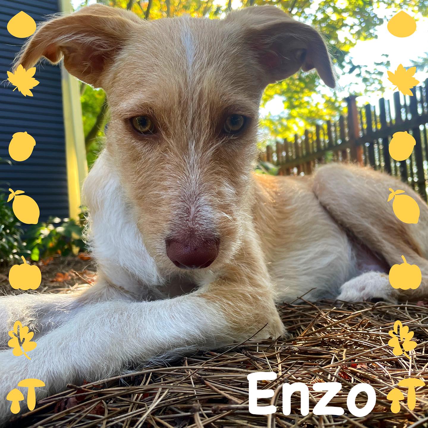 Enzo is a 5 month old schnauzer lab who was just adopted last week! Paw & Palm will work with the owners to help Enzo acclimate to his new walk and potty routine. We will even help him discover his favorite toys. #puppy #puppytraining #puppies #puppylove #dogsofinstagram #dogoftheday #schnauzer #doglife #pet #pets #petstagram