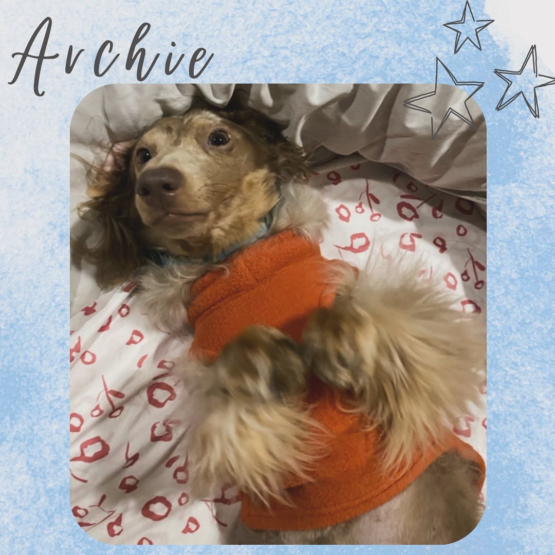 Archie is a sweet Miniature Dachshund who wears sweaters to keep him warm since he has alopecia. His favorite toy is a light up purple ball! #dachshund #miniaturedachshund #dog #dogsofinstagram #dogoftheday #doglover