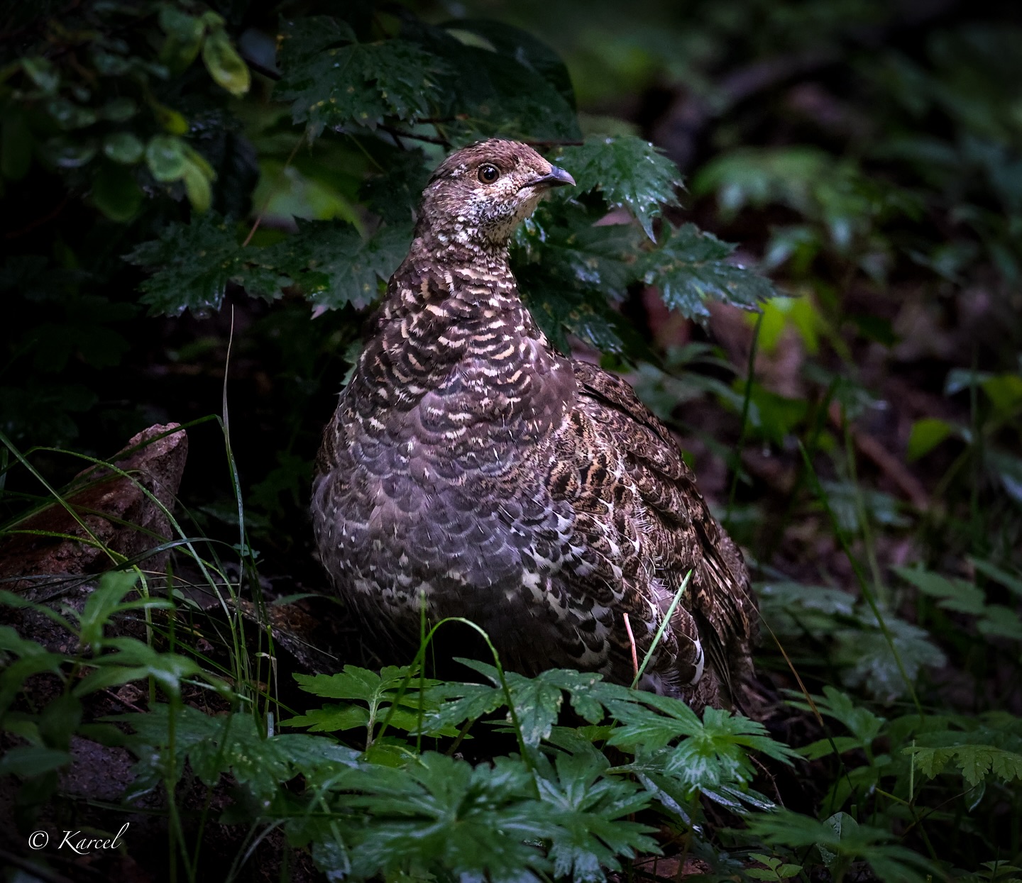 Visited the Rocky Mountains this Holiday weekend and ran into this Dusky Grouse.
Canon R5 & Canon RF 100-500mm F4.5-7.1 L IS USM
#redrivernm #newmexico #rockymountains #bird #birdphotography #birding #grouse #duskygrouse #duskygrouse