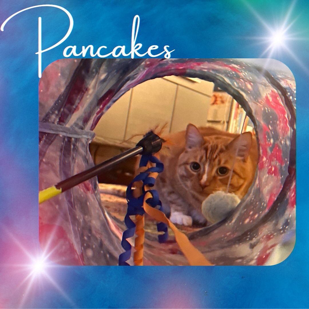 Pancakes ready to catch the string toy! Followed by Pancakes enjoying his favorite licky treat. #cat #cats_of_world #catlover #catlife #cats #instacat #pet