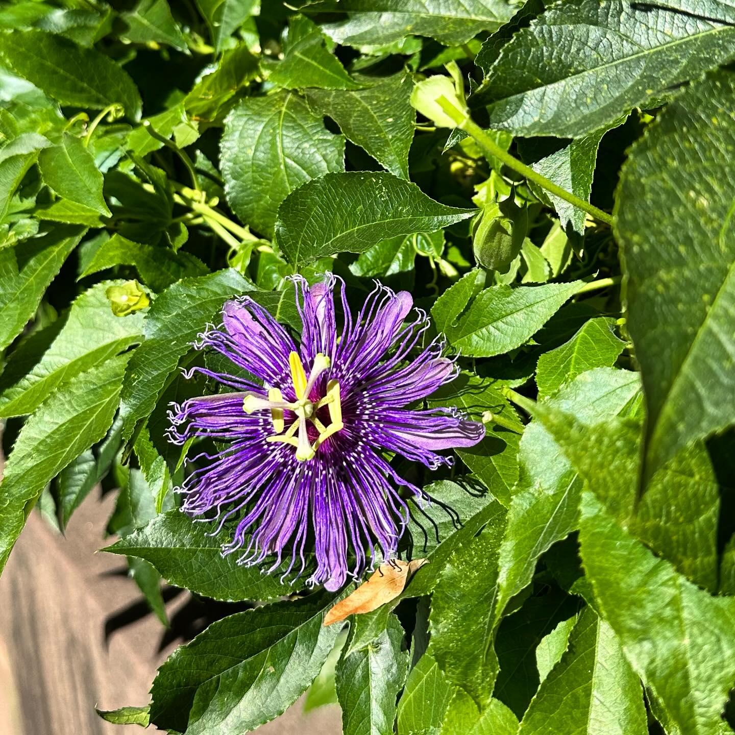 Hello, childhood, I know you!💜
I passed this passionflower the other day, and it instantly transported me to being 8 and playing in our back yard. Mom had a beautiful purple one growing on the house near the kitchen window.
What’s in your yard that will be someone else’s memory someday? 🌸💕
#outdoorliving #landscapedesign
#flowersmakemehappy
#gardening #gardeningideas #flowersofinstagram