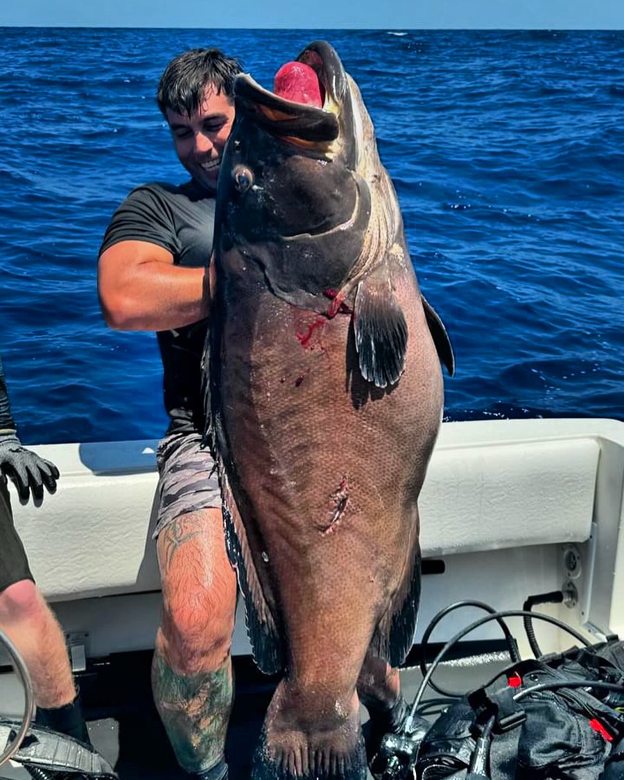 This 98.45 lb black grouper won Warren 1st place at this year’s St Pete Open 🏆💪🏼 We are proud to say that Warren has been a member of the Toothless crew since day 1 😎 Congrats on the win brother!🙌🏼
@wardito26 @stpeteopen @stpeteunderwaterclub
#stpeteopen #spearfishingtournament #blackgrouper