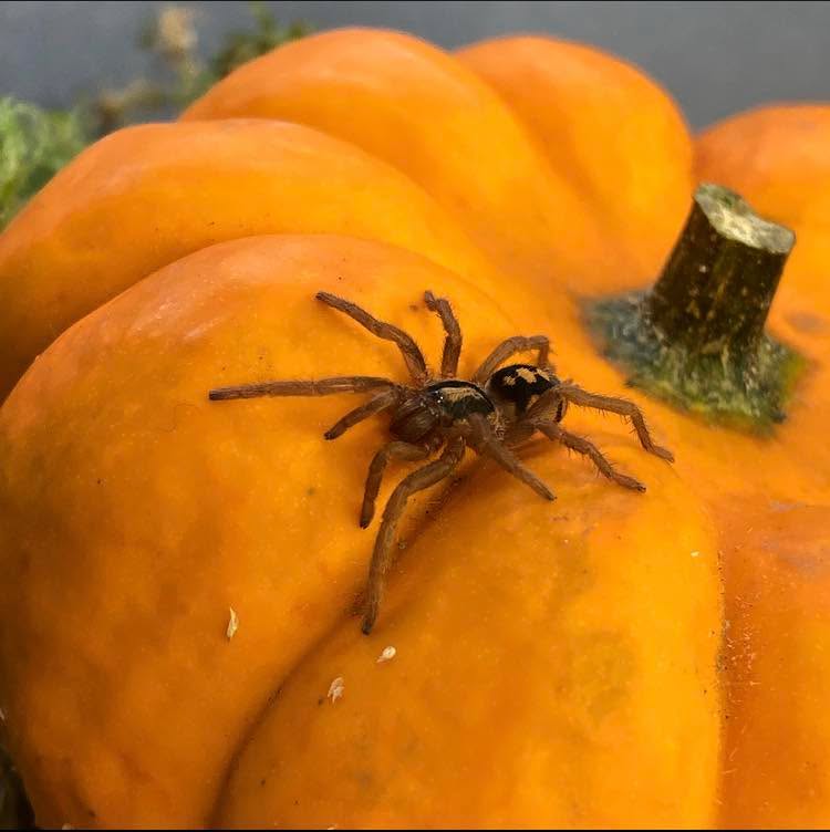 It's a baby Pumpkin Patch Tarantula on a baby Pumpkin!
Happy Halloween everyone - stay safe this evening.
#halloween2022 #halloween #tarantula #tarantulalove #tarantulakeeper #tarantulasofinstagram #tarantulasofig #pumpkinpatch #pumpkinpatchtarantula #spider #arachnid #arachnids #arachnidsofig #invertebrates #invertebratesofig #invertebratesofinstagram #bugs #creepy #spooky #scary