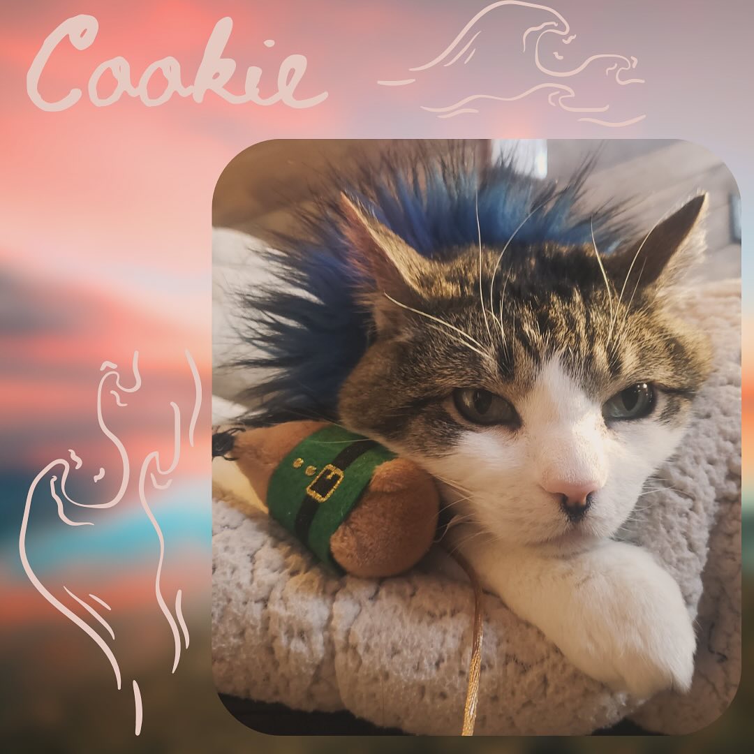 Cookie loves to wear fashionable collars and sleep on her bed with her pillow. #cat #catsofinstagram #cats #catlover #catlife #catlovers #catlove #pet
