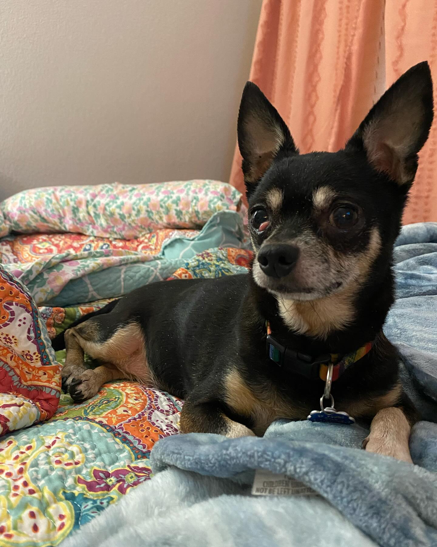 I find myself really uncomfortable with sharing grief in public spaces, but today I wanted to celebrate a furry friend I lost. Chloe has been my little buddy since I was ten. It’s hard not to feel like I lost a piece of my childhood 💔 It was an honor to love her and a misery to lose her. We don’t deserve dogs 🐾