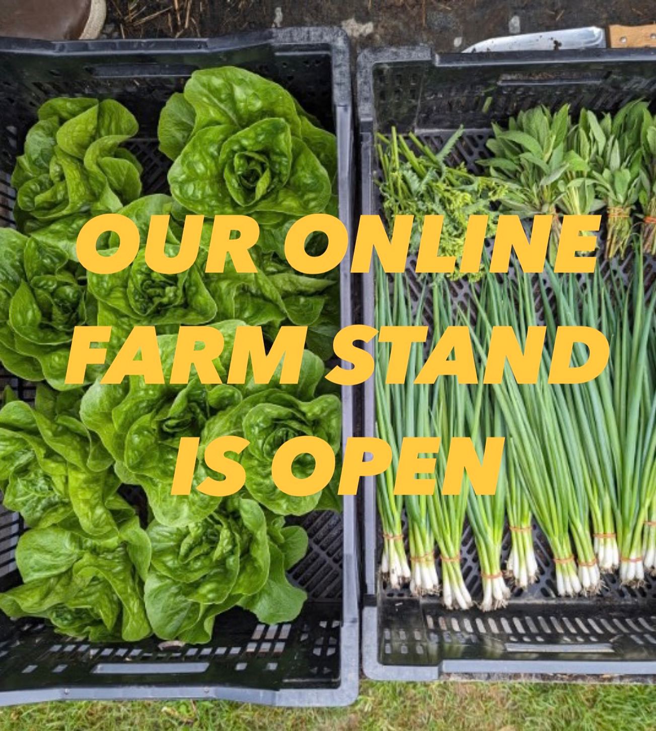 Visit the link in our bio to preorder vegetables and seedlings for on farm pick up Wednesday, May 29th!