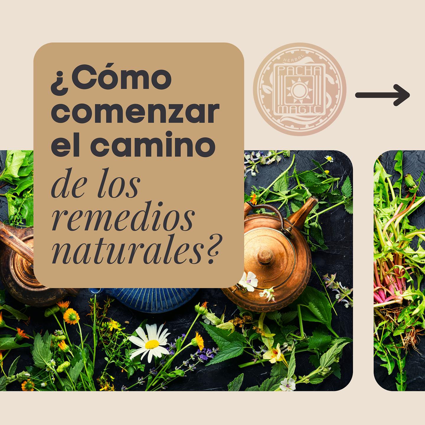 Si estás interesad@ en incluir plantas medicinales en tu día a día, aquí tienes algunas opciones para comenzar:
1. Conoce las plantas de tu entorno: Interactúa con las plantas que habitan naturalmente en tu entorno, ya sea en un parque local o en tu vecindario. Aprende sus nombres y si tienen algún uso medicinal.
2. Trata alguno de tus síntomas: Investiga o consulta a un herborista para saber qué planta puede ayudarte con dolores, migrañas, indigestión u otros síntomas.
3. Crea un mini huerto en casa: Cultiva plantas aromáticas como romero, lavanda, albahaca o salvia. Puedes utilizarlas para cocinar y aprovechar sus beneficios.
4. Comienza con plantas tónicas: Estas plantas son seguras para tomar regularmente y pueden promover la salud y el bienestar general. Algunos ejemplos son el ashwagandha, el jengibre y la ortiga.
5.Baños de plantas: Crea baños de flores y plantas. Ya sea a cubetazos o en tinas, recolecta las flores y plantas de temporada asegurándote de no tomar de más y de que sepas lo que son. Los beneficios de las plantas se absorberán a través de la piel.
6. Cuida de la naturaleza: Una forma adicional de empezar a incorporar las plantas medicinales en nuestra vida es cuidándolas. La naturaleza nos nutre de innumerables maneras, enseñándonos el amor incondicional. A cambio, podemos ser conscientes de nuestro consumo de agua, de cuidar de una plantita, plantar semillas, limpiar nuestras calles y de reducir nuestro desperdicio.
Espero que estas ideas te inspiren a comenzar un camino de autodescubrimiento con las plantas 💚💚💚
#herbolaria #herborista #plantasmedicinales #hierbas #soberaniamedicinal #reciprocidad #naturaleza #autocuidado #remediosnaturales