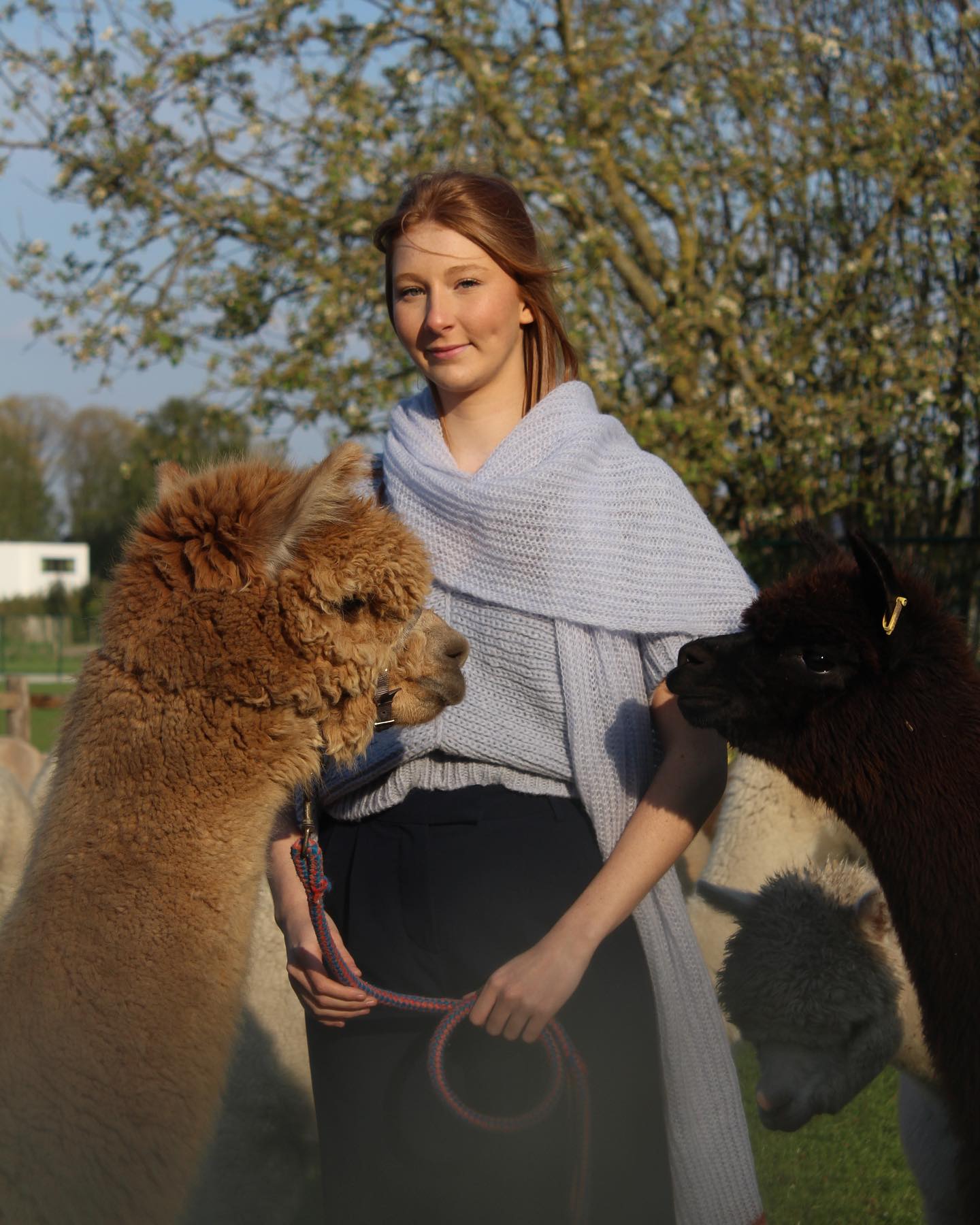 Zo koud dat zelfs alpacas een sjaal dragen ❄️🧣 Swipe voor cutie Cornee te zien 🦙
#sustainableknitwear #winterfashion #ikkoopbelgisch🇧🇪 #scarfseason #alpacascarf