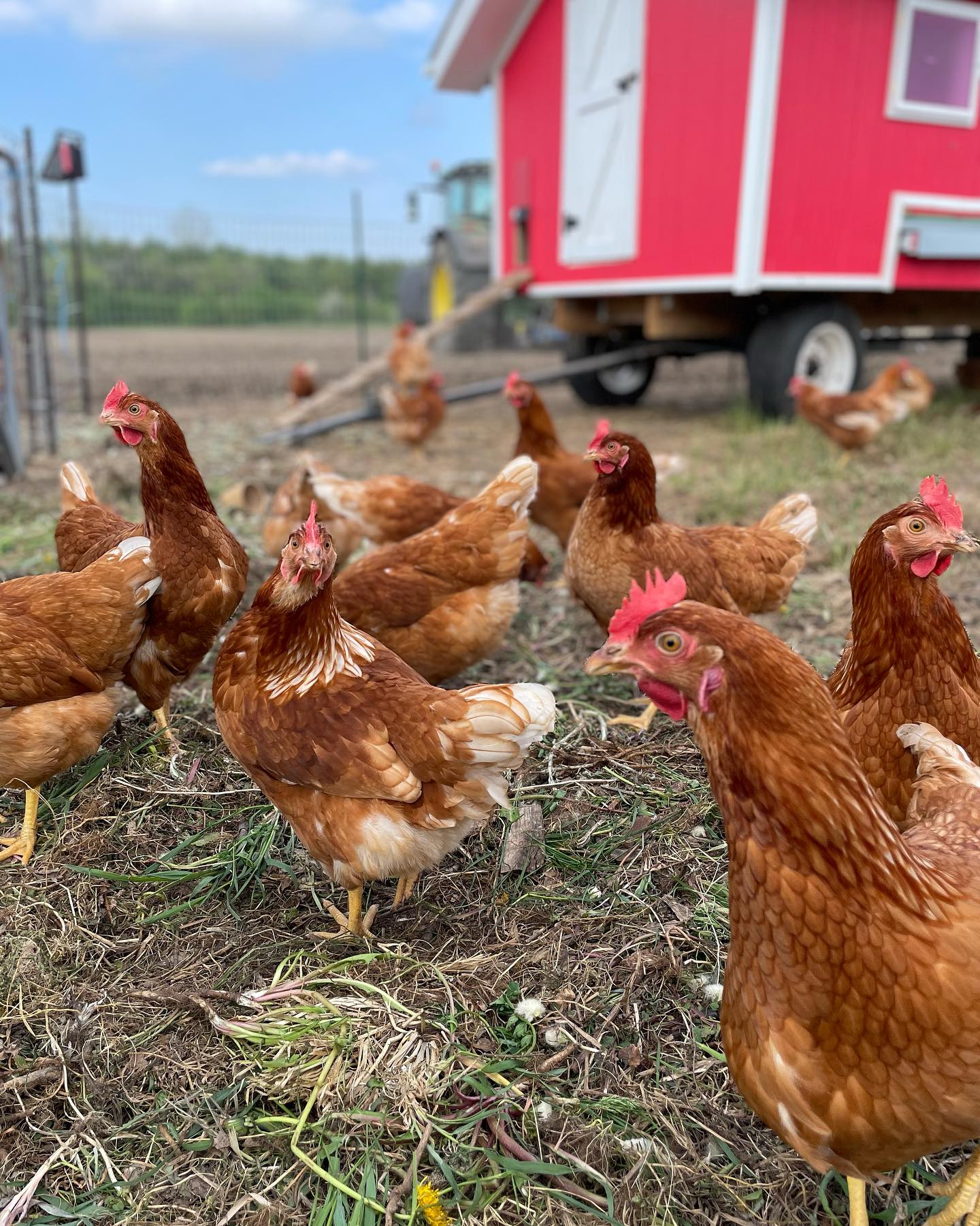 Our beautiful girls! Chickens are a wonderful animal to integrate into a vegetable growing operation because of the fertility they add and the weeds and scraps they take away. As a bonus we get to offer the most beautiful, fresh, pasture raised eggs.
Our chickens eat a variety of plants and bugs in addition to their feed and they have lots of room to roam and a state of the art coop to sleep in at night. They spend their days scratching and pecking and sleeping in dirt holes that they dug.
Our eggs are available for purchase at the farm almost everyday. Come by the farm to get yours!
#integratedfarming #organicfarming #pastureraised #tastereal #elorafarmersmarket #guelphfoodies