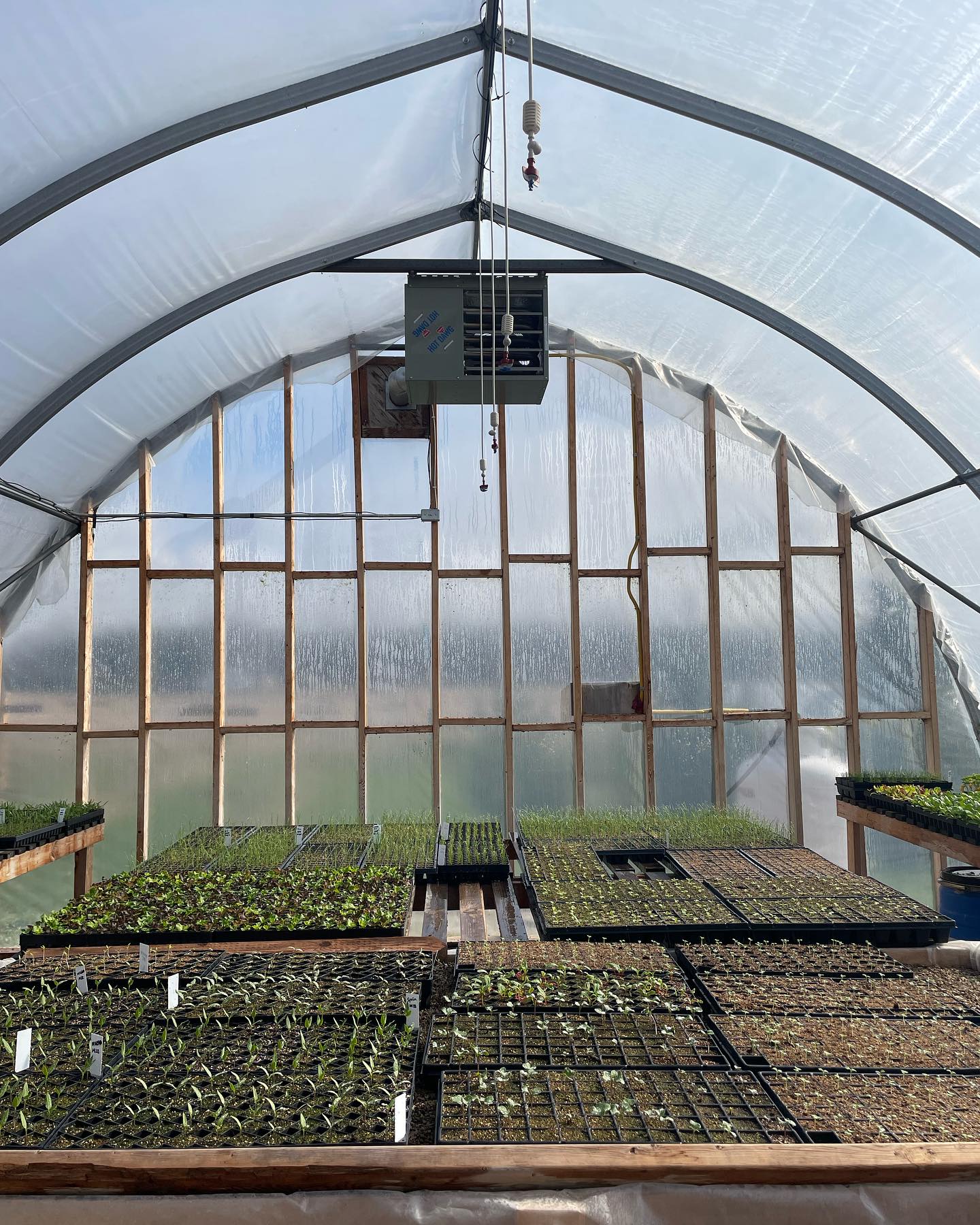 Our seedlings are loving all the sunshine!
#knowyourfarmer #tastereal #elorafarmersmarket #guelphfarmersmarket #guelphfoodies