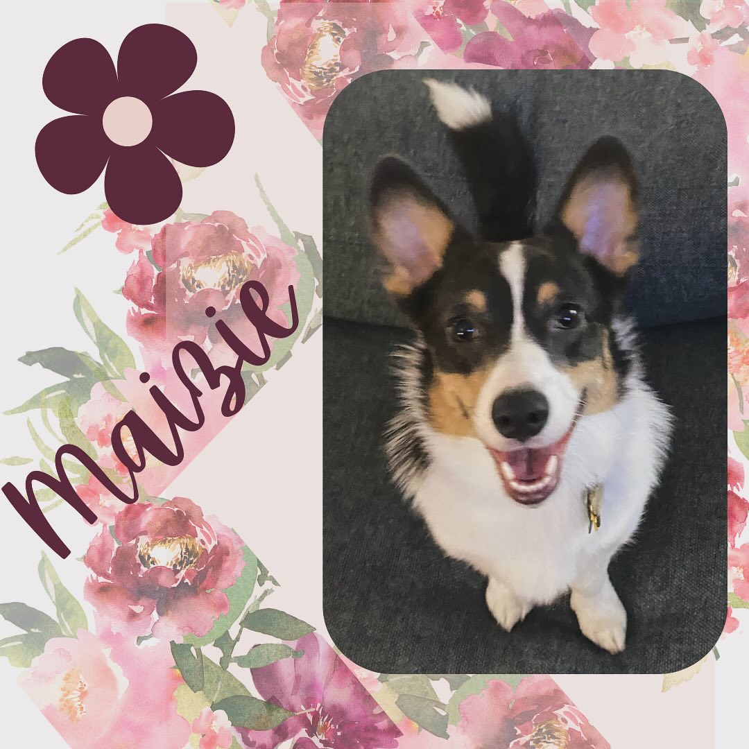 Maizie is a 1 year old Pembroke Welsh Corgi whose favorite toy is an ear of corn 🌽 #dog #dogoftheday #dogsofinstagram #puppy #pembrokewelshcorgi #corgi #puppy #puppies #puppylove