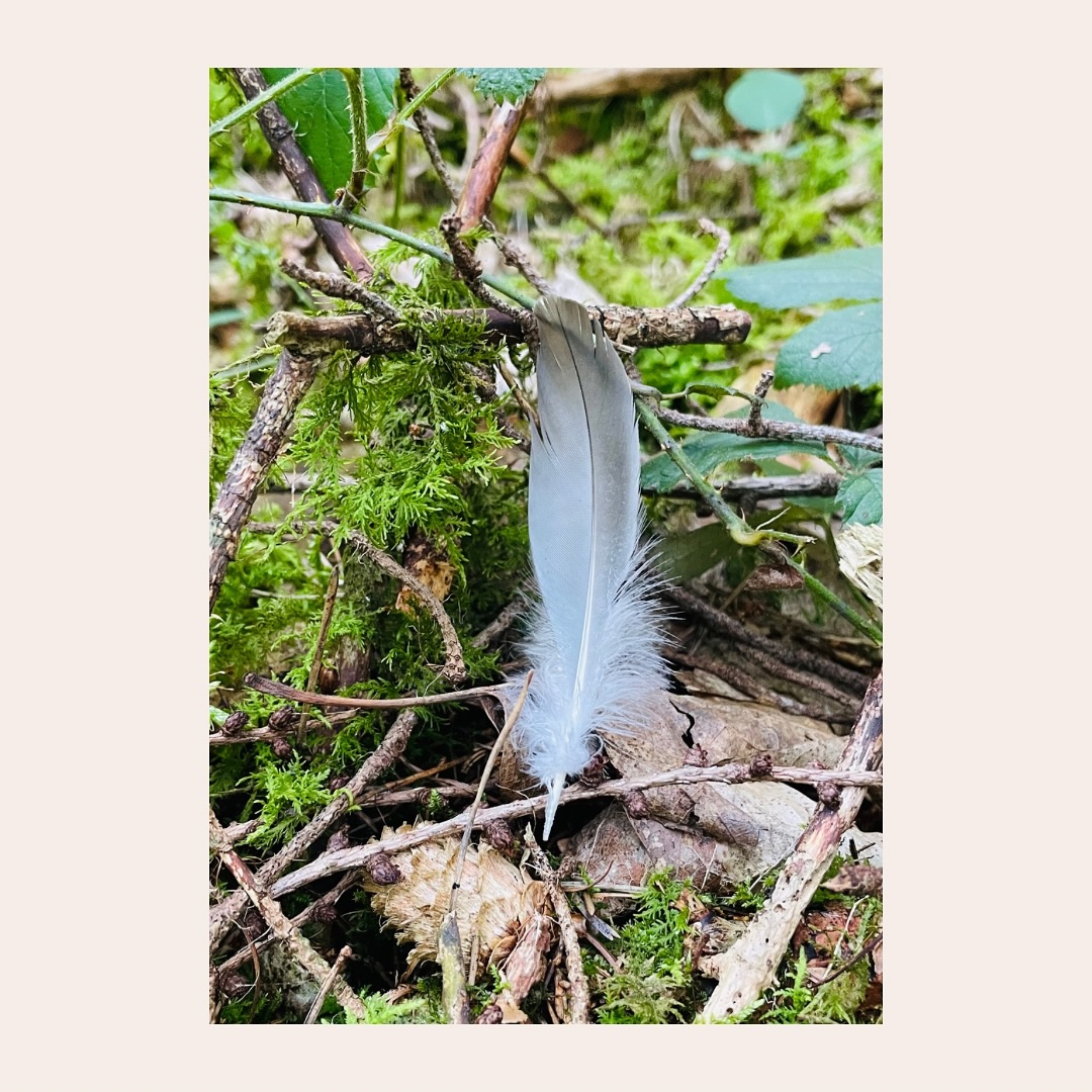 Hallo zusammen!
🌿Kurzer Impuls der Woche🌿
„Liebe ❤️ ist das, was das Leben ausmacht“
Kommt leicht in euren Tag, eure Katharina #yoga #yogainsparation #yogaliebe #naturliebe #federleicht #Feder #bedingungsloseliebe #liebe #growandflow #waldliebe