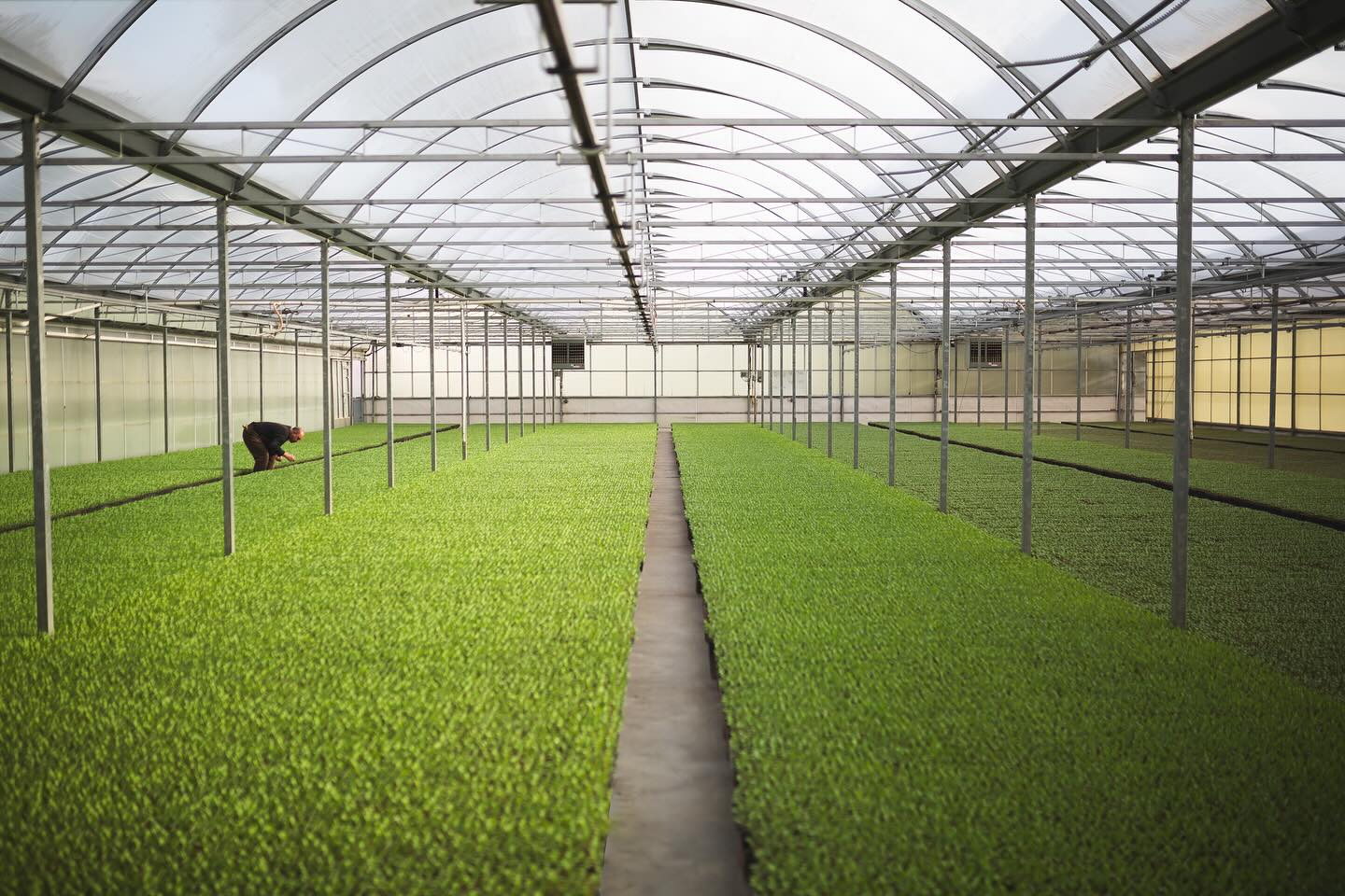 Last week recap: green greenhouse, transpiration and physics of water, land prep.