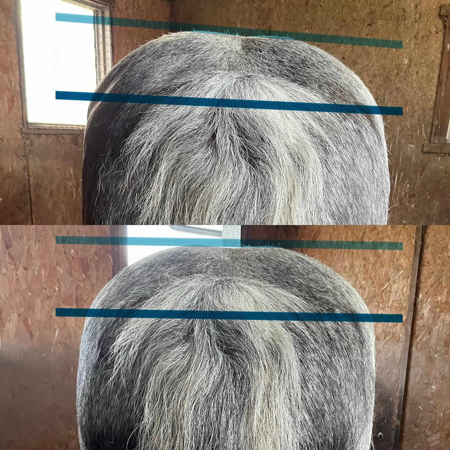 🍑
Improving pelvic asymmetry through a combination of massage, joint mobilisations, stretches and LASER (infrared) 🤲🏻⚡️
Swipe to see ➡️
🌐 www.npvetphysio.co.uk
📧 nickie@npvetphysio.co.uk
📞 07772292461
#vetphysio #npvetphysio #horsephysio #equinephysio #equinerehab #horsesofinstagram #massage